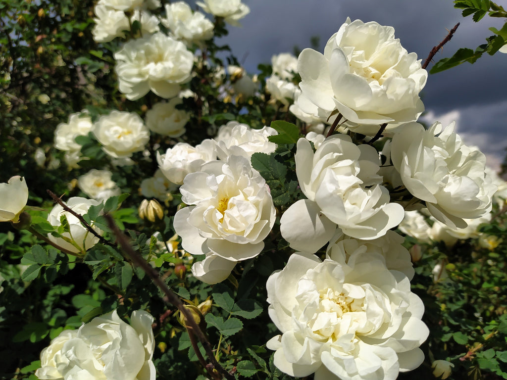 5 WHITE ROSE Rosa Bush Shrub Perennial Flower Seeds