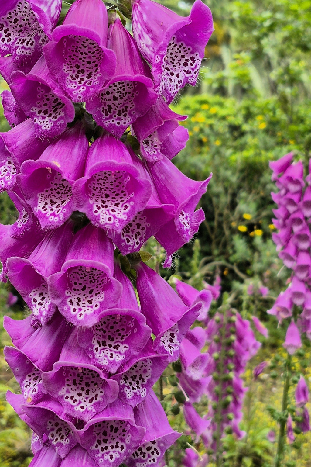 1000 Seeds MIXED FOXGLOVE Digitalis Purpurea Flower Seeds
