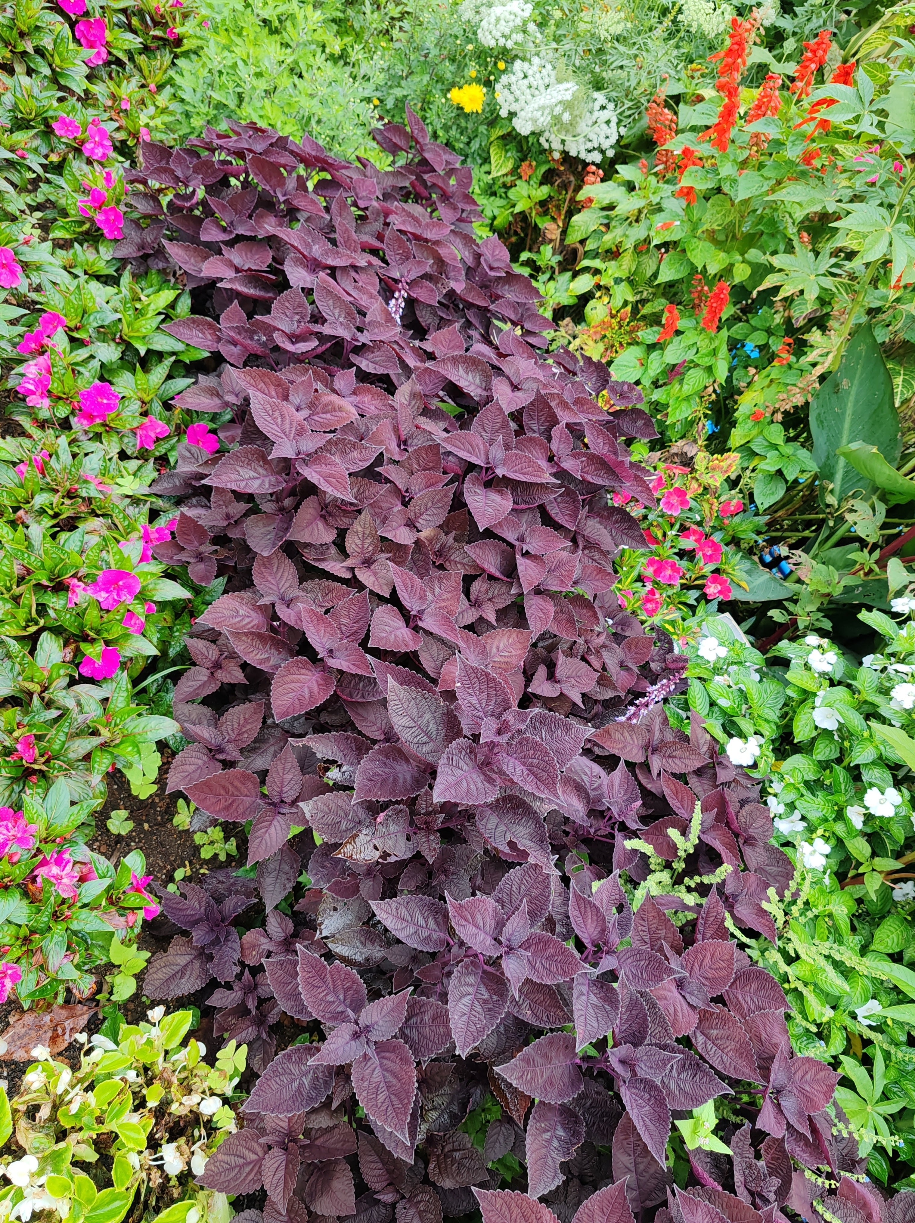 300 PURPLE SHISO aka PERILLA Frutescens Ornamental Herb Seeds Green & Purple