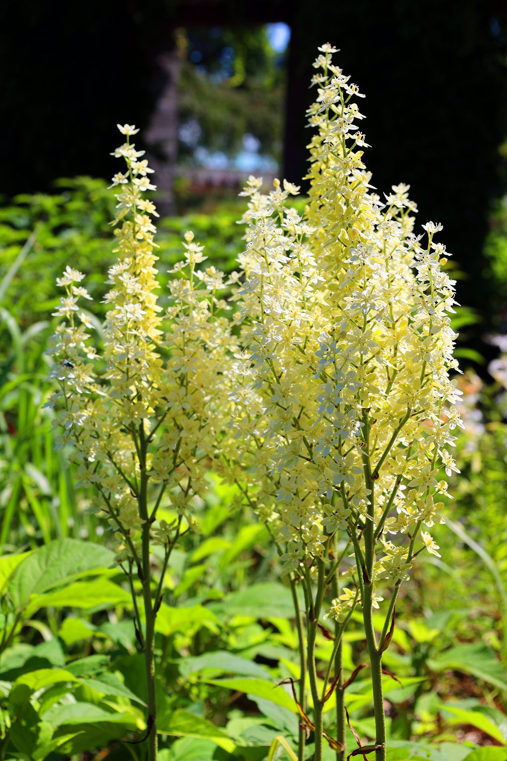 50 VIRGINIA BUNCHFLOWER LILY (White Hellebore / Corn Lily) Melanthium Virginicum Veratrum Flower Seeds