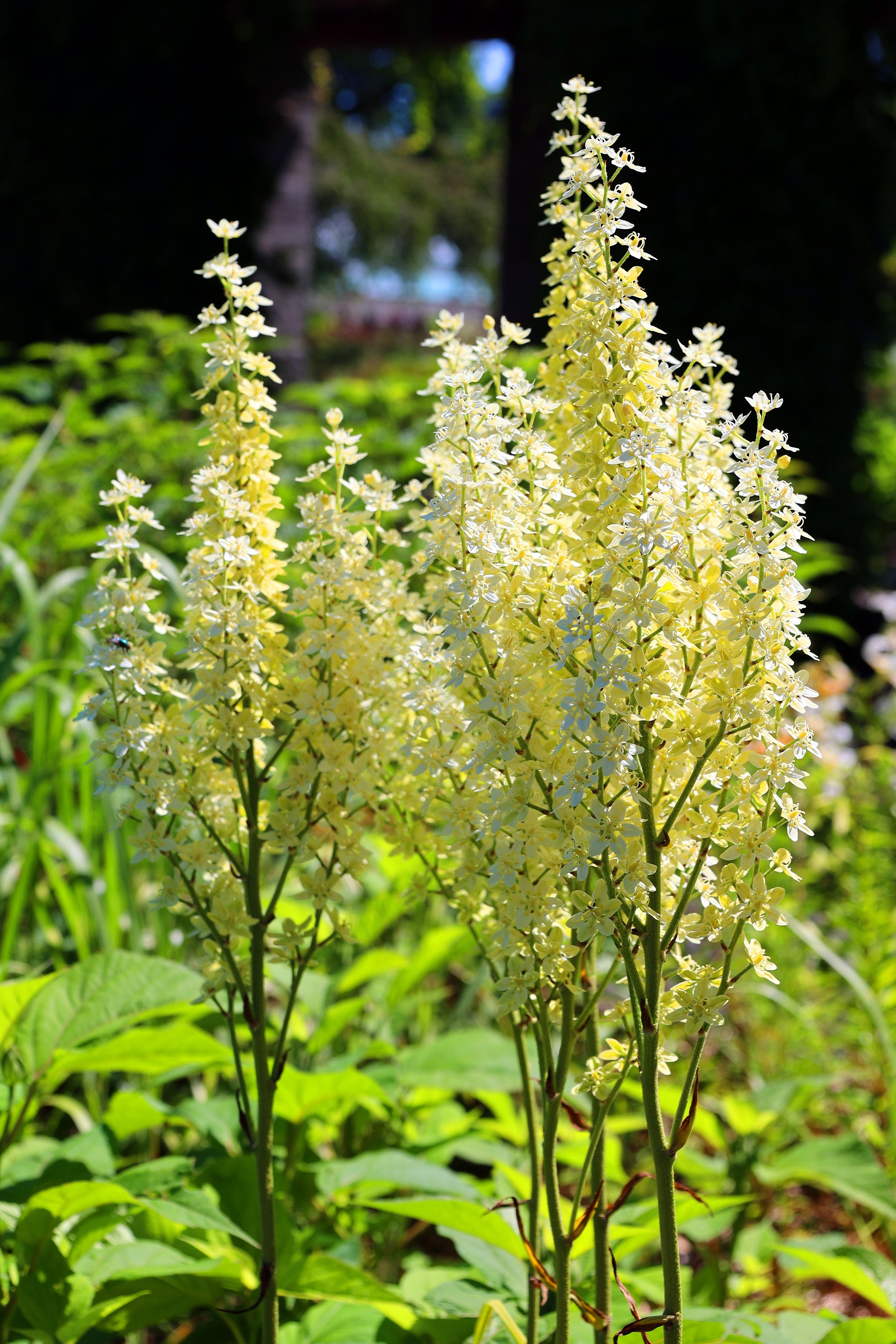 50 VIRGINIA BUNCHFLOWER LILY (White Hellebore / Corn Lily) Melanthium Virginicum Veratrum Flower Seeds