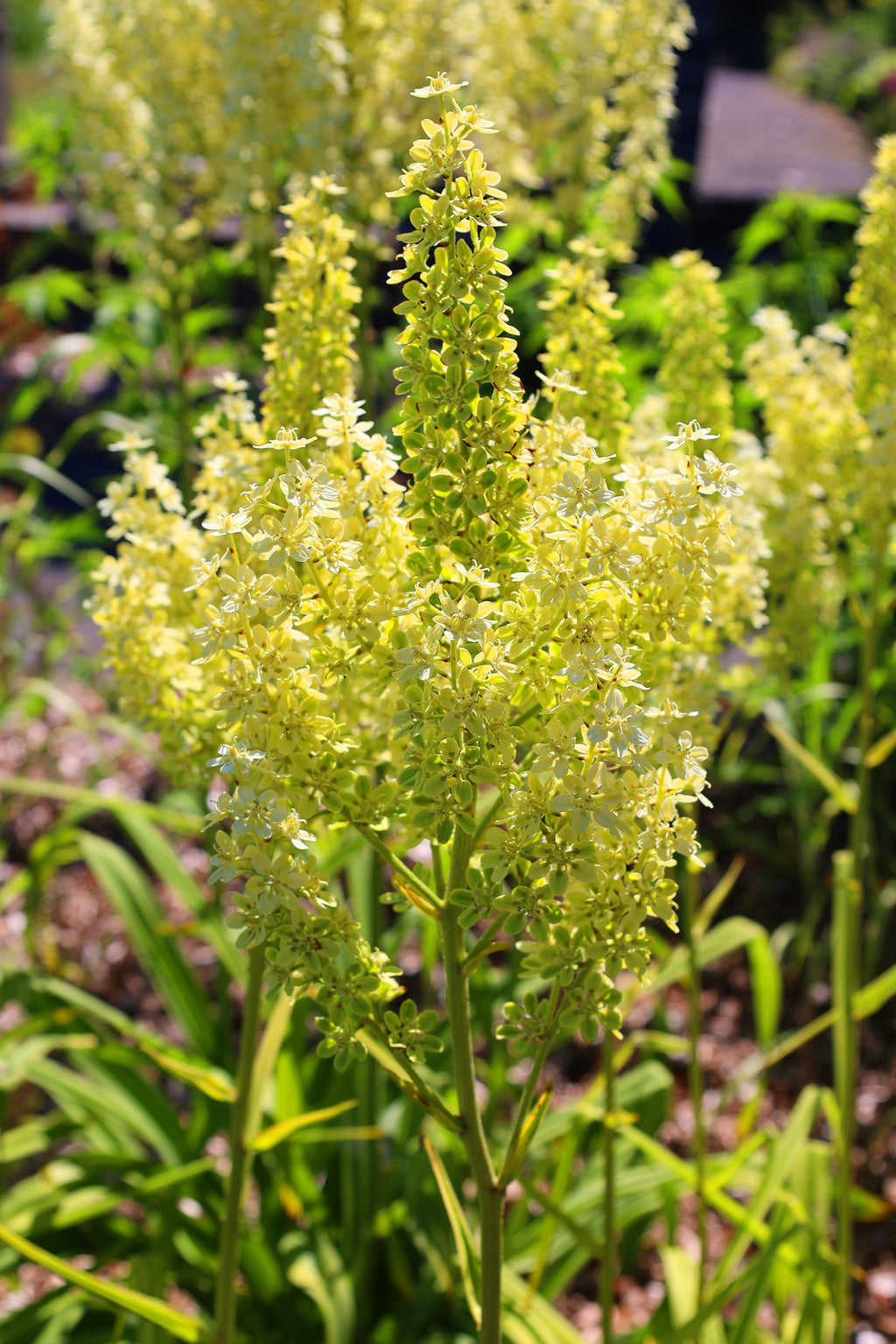 50 VIRGINIA BUNCHFLOWER LILY (White Hellebore / Corn Lily) Melanthium Virginicum Veratrum Flower Seeds