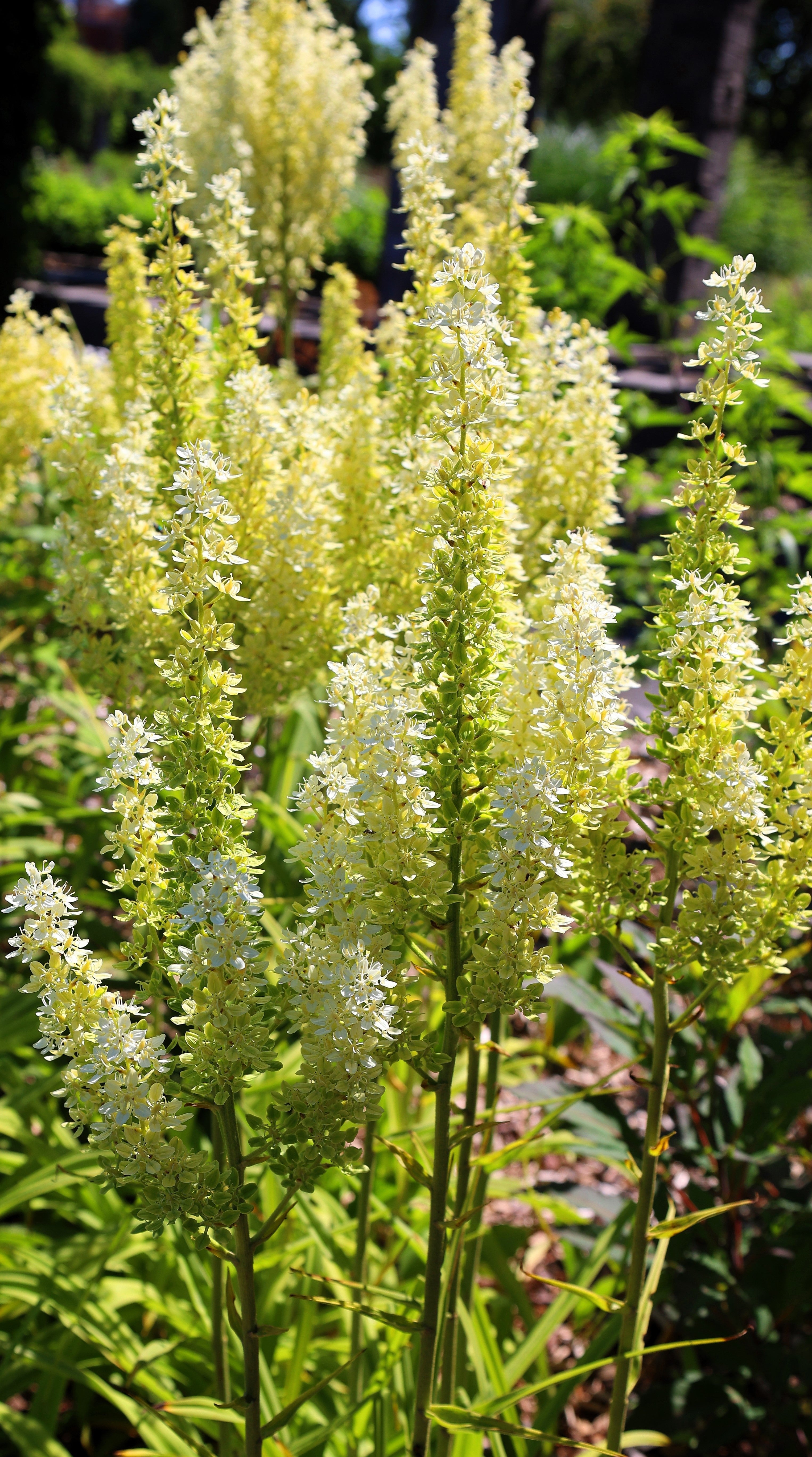 50 VIRGINIA BUNCHFLOWER LILY (White Hellebore / Corn Lily) Melanthium Virginicum Veratrum Flower Seeds