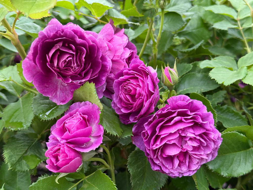 5 PURPLE ROSE Rosa Floribunda Bush Shrub Perennial Flower Seeds