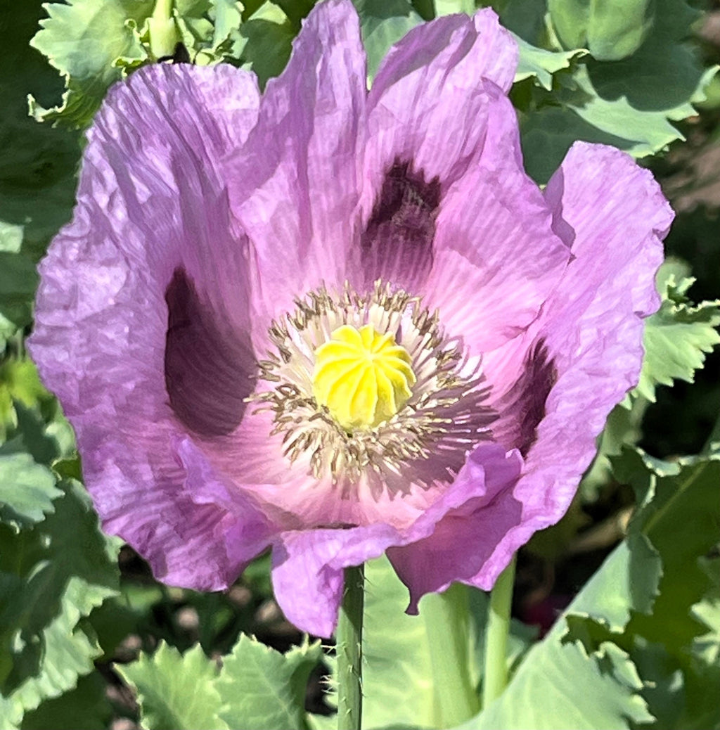 1000 LAVENDER POPPY Purple Papaver Somniferum Flower Seeds