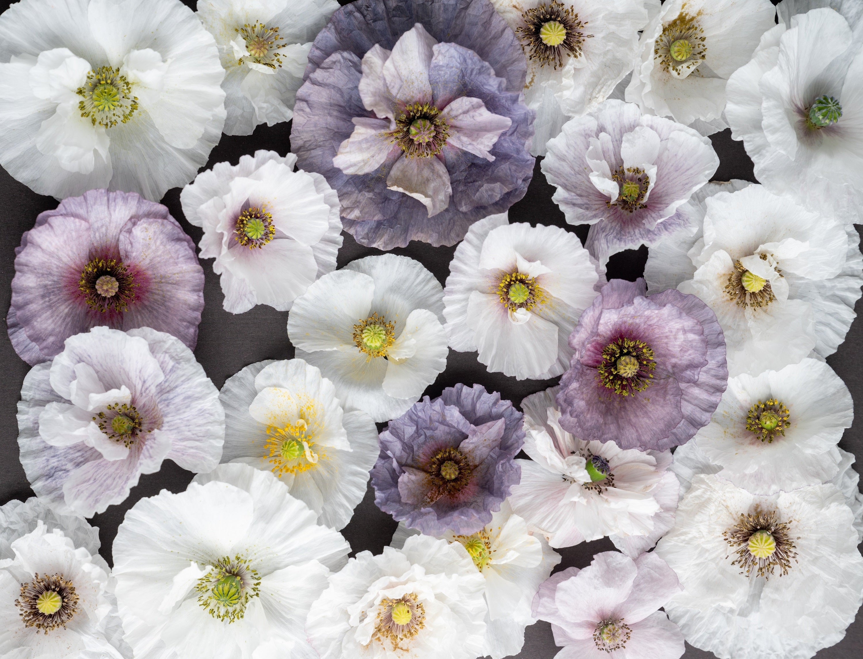 100 MOTHER Of PEARL POPPY Mix Papaver Rhoeas Shirley Flower Seeds Mixed Colors