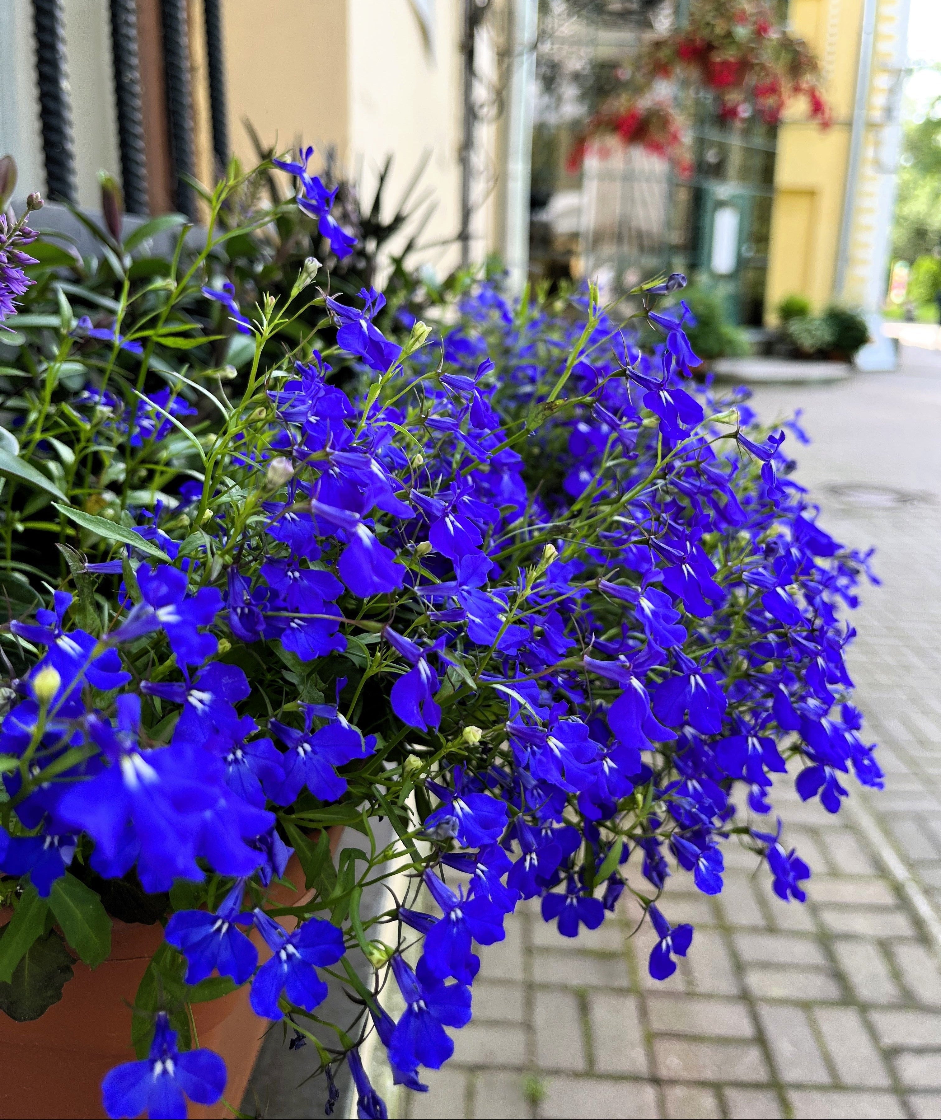 200 Electric Blue & White HALF MOON LOBELIA Erinus Flower Seeds