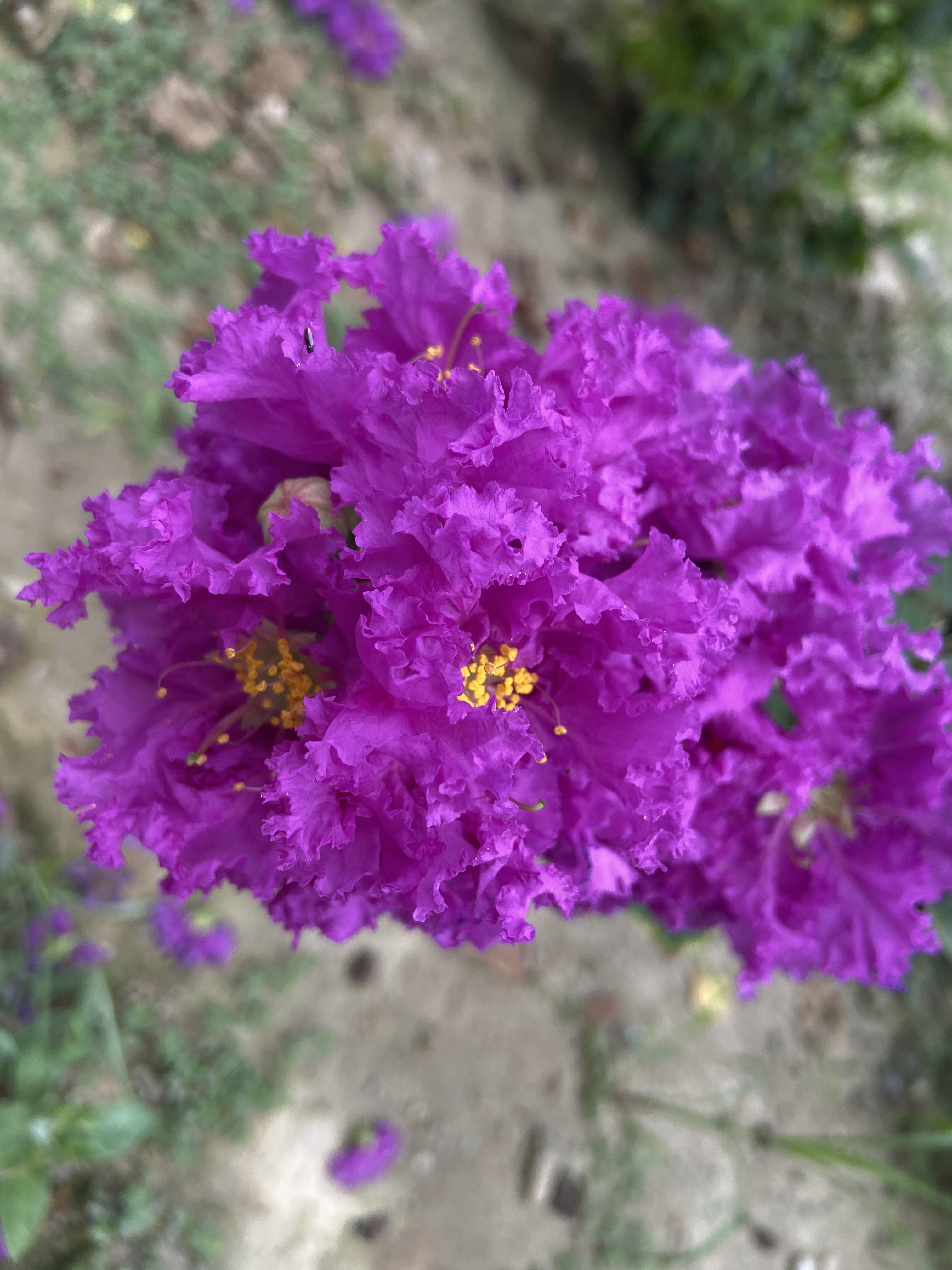 50 MIXED CREPE MYRTLE Lagerstroemia Indica Tree Shrub Crape  6 Color Mix - Red, Purple, Light Pink, Dark Pink, White, & Lilac Flower Seeds