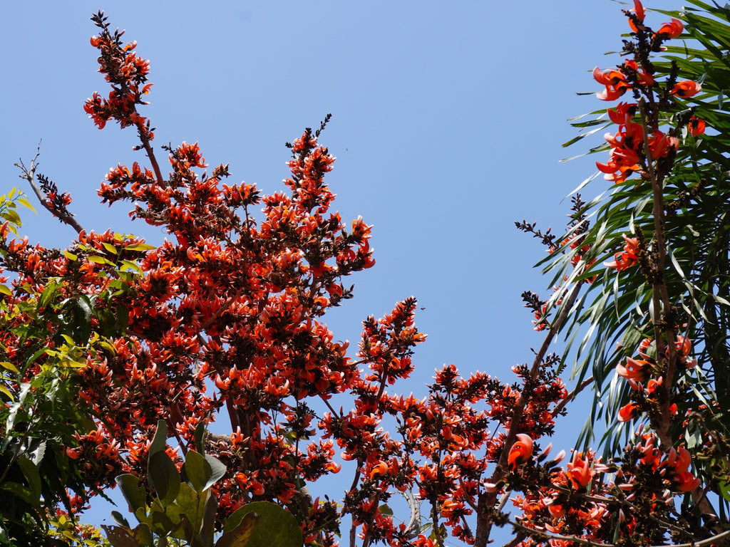 5 FLAME OF THE FOREST Tree Butea Monosperma Palash Orange Red Flower Seeds