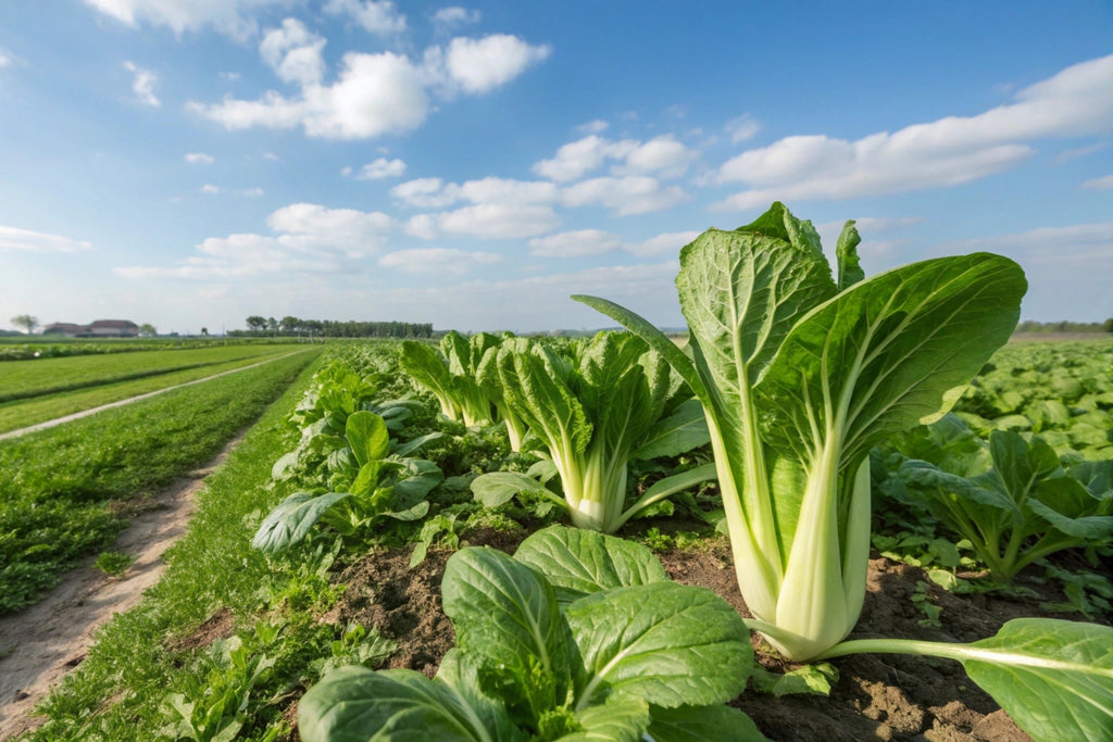 2000 CANTON PAK CHOI (Bok Choy / Chinese Cabbage) Brassica Rapa Chinensis Vegetable Seeds