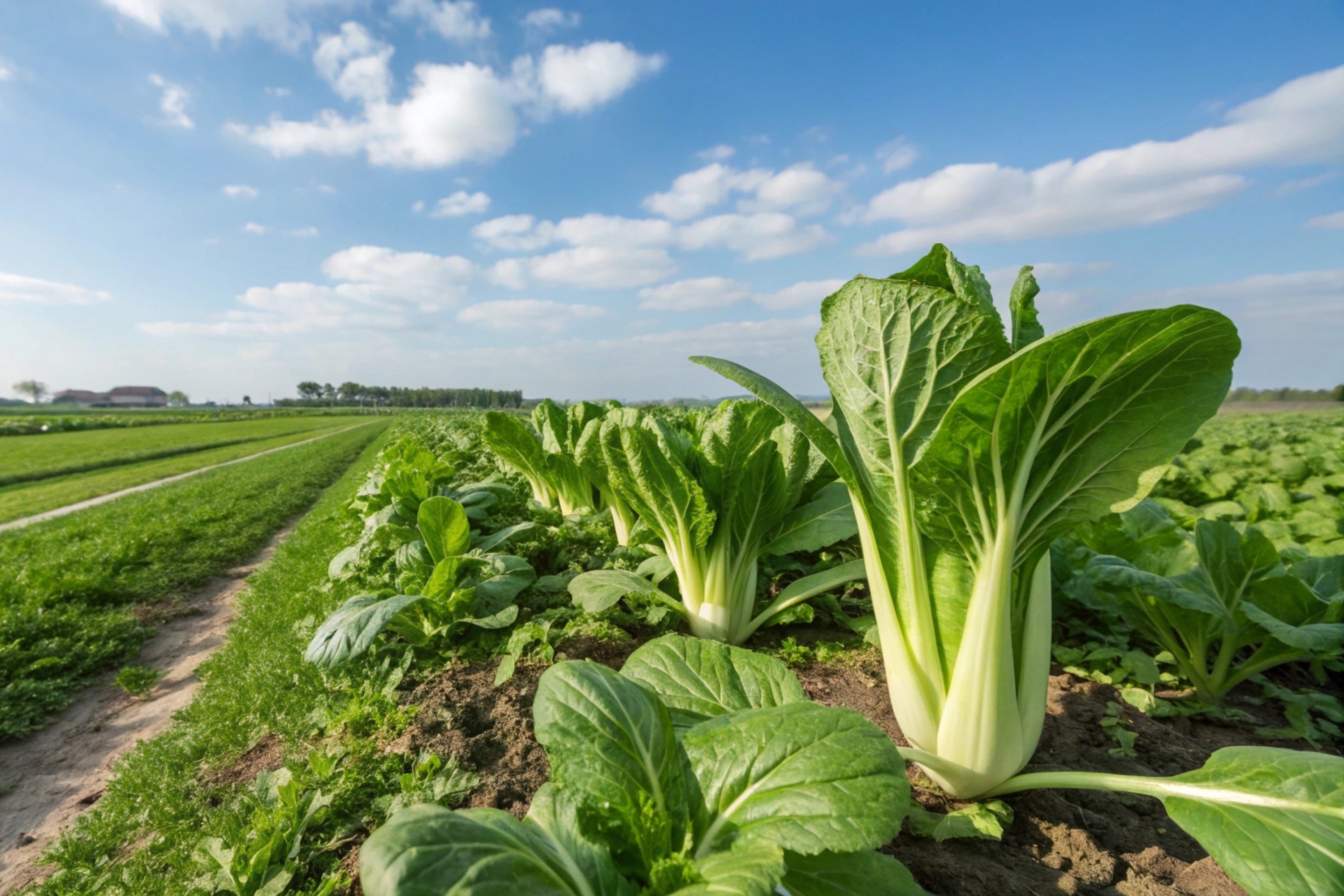 2000 CANTON PAK CHOI (Bok Choy / Chinese Cabbage) Brassica Rapa Chinensis Vegetable Seeds