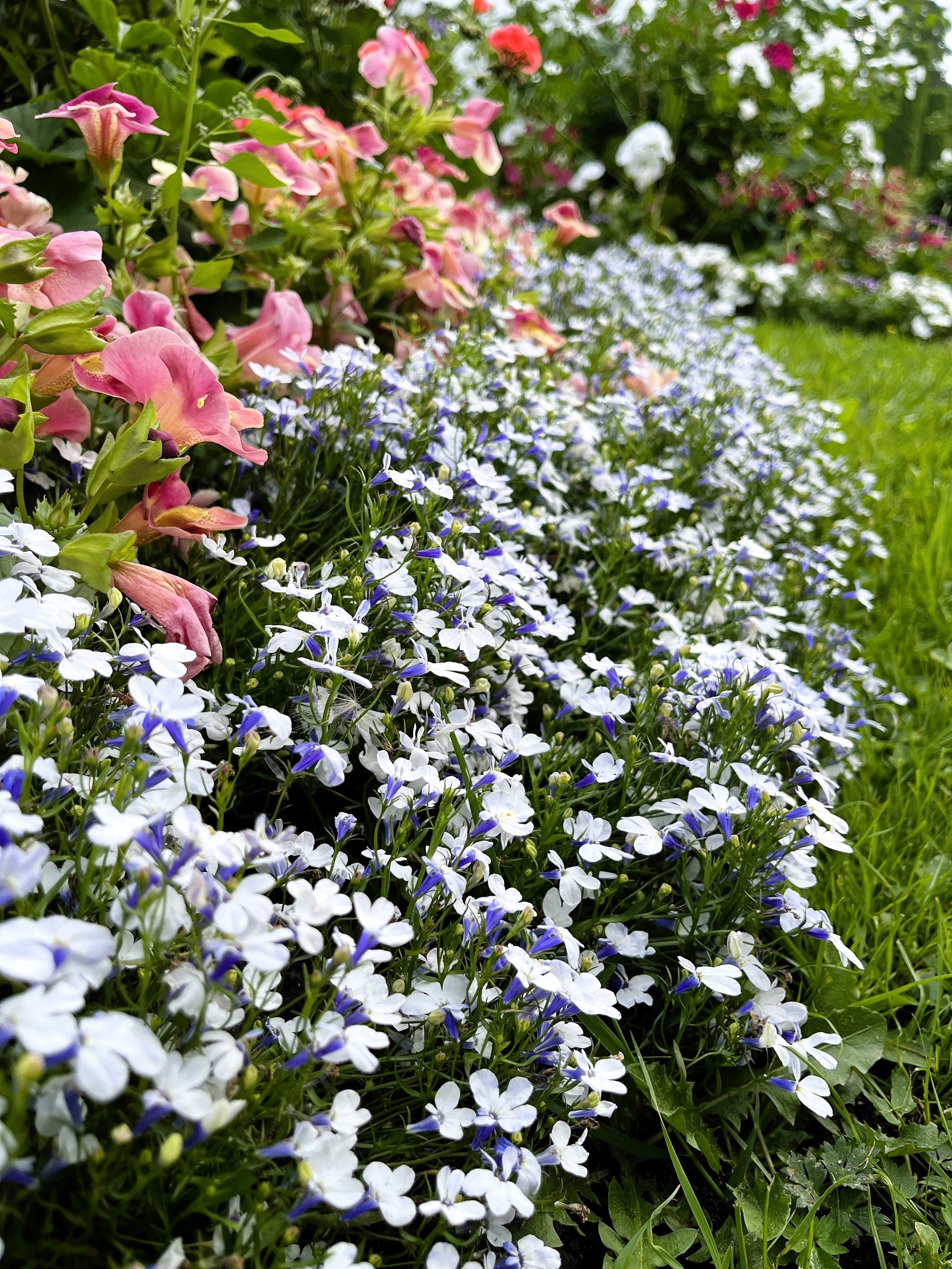 200 BLUE SPLASH LOBELIA Regatta Blue & White Erinus Flower Seeds