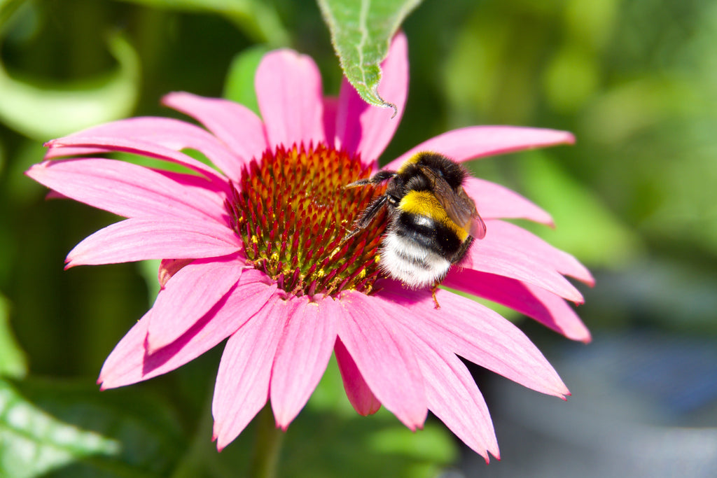 50 PINK BABY CONEFLOWER Echinacea Pallida Flower Seeds