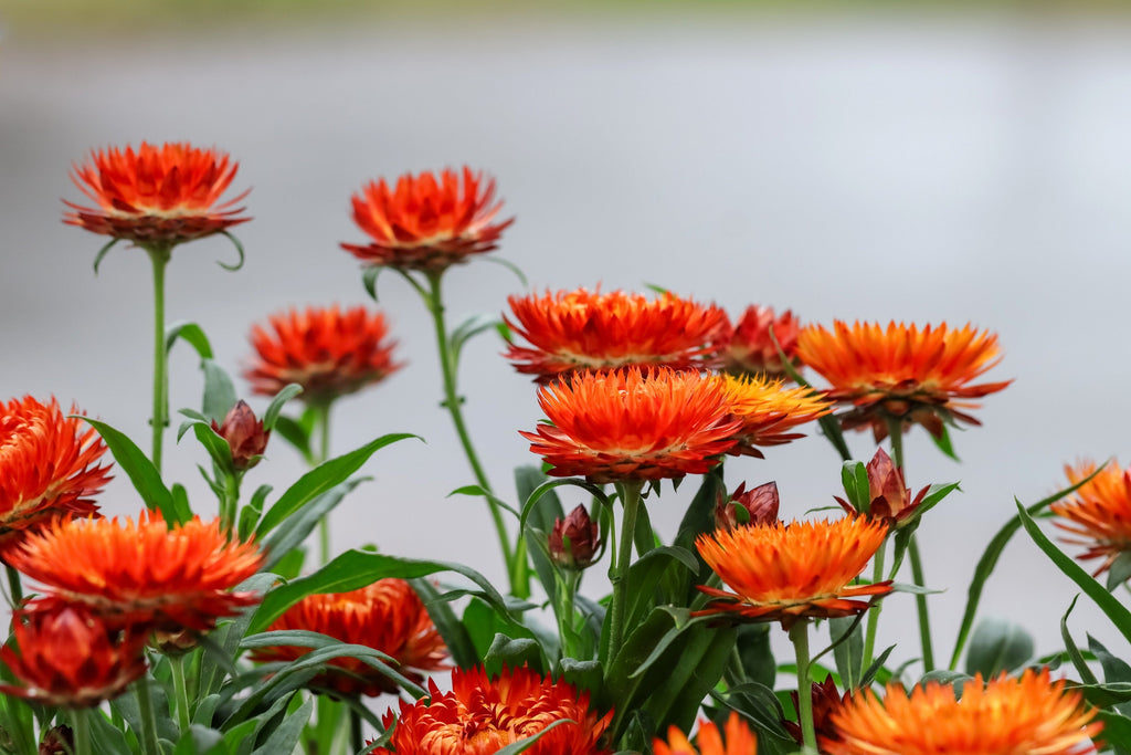 100 ORANGE DOUBLE STRAWFLOWER Xerochrysum Bracteatum Helichrysum Monstrosum Flower Seeds