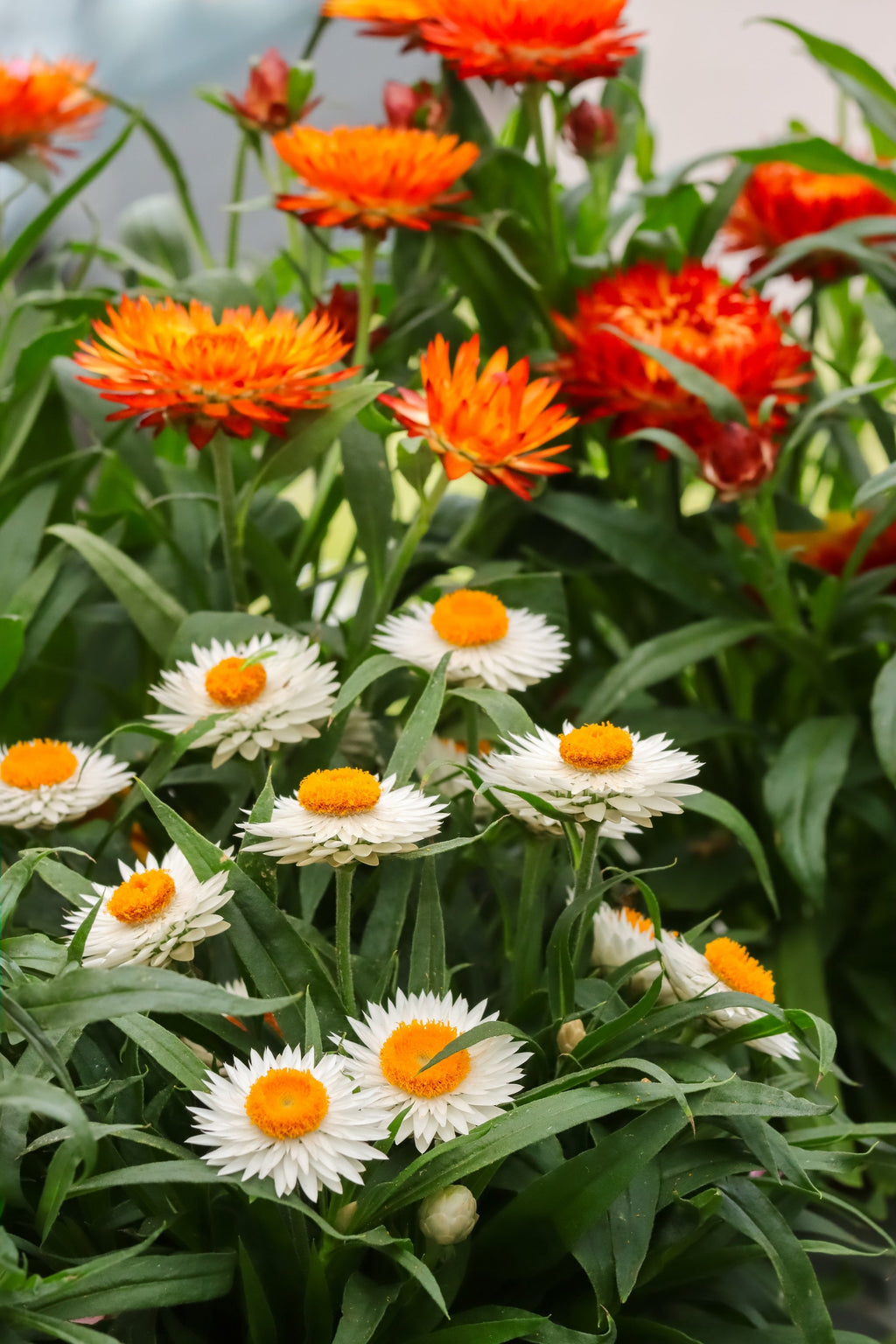 100 WHITE DOUBLE STRAWFLOWER Helichrysum Monstrosum Xerochrysum Bracteatum Flower Seeds