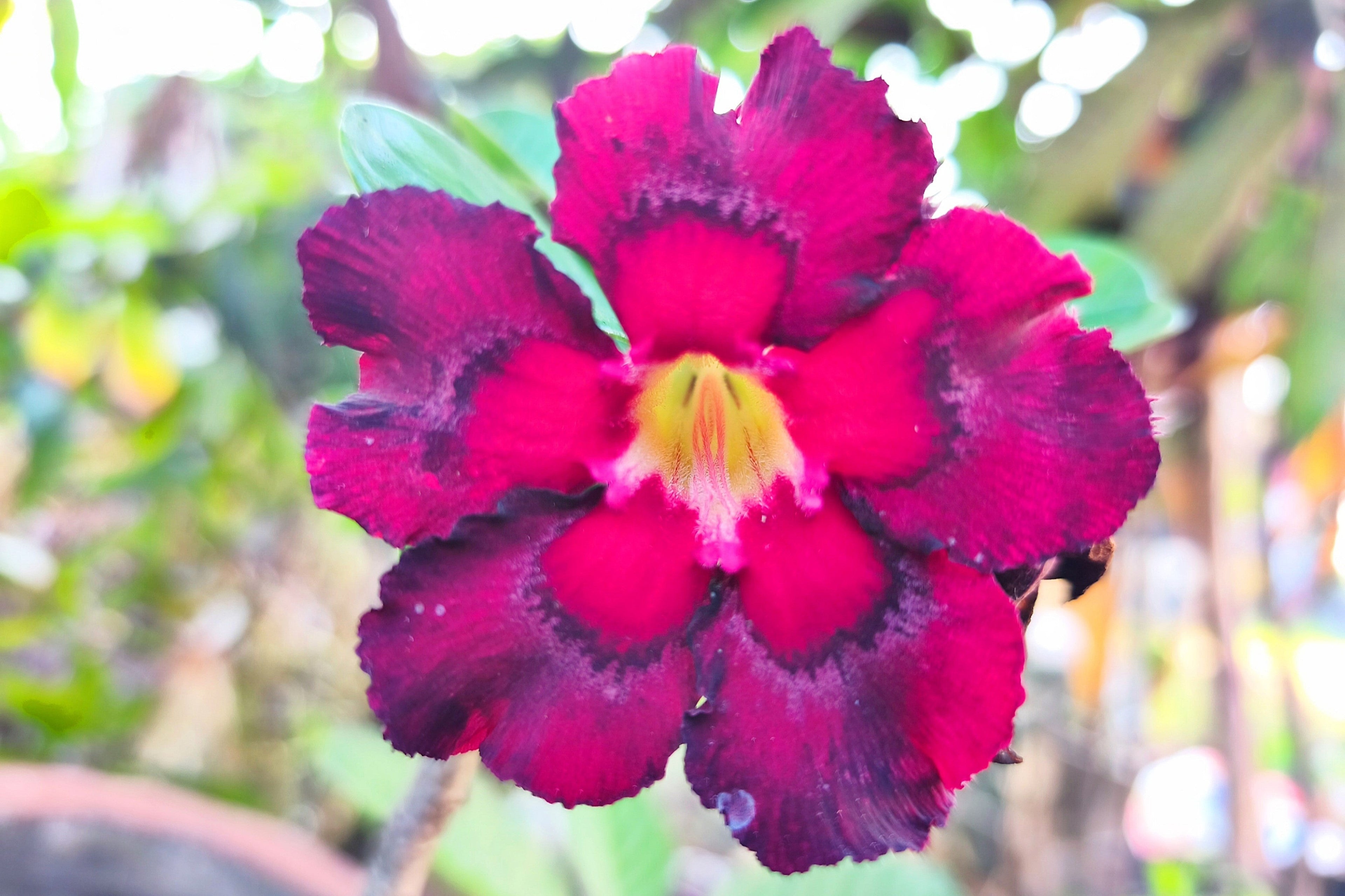 10 Mixed DESERT ROSE / ADENIUM Obesum African Houseplant Flower Seeds