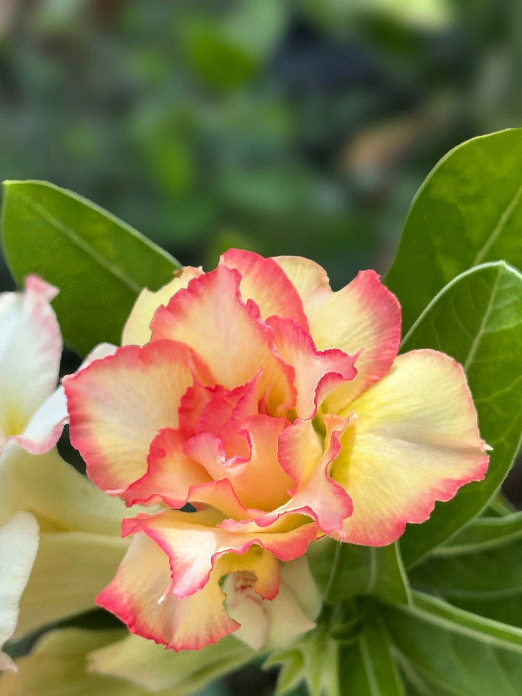 10 Mixed DESERT ROSE / ADENIUM Obesum African Houseplant Flower Seeds