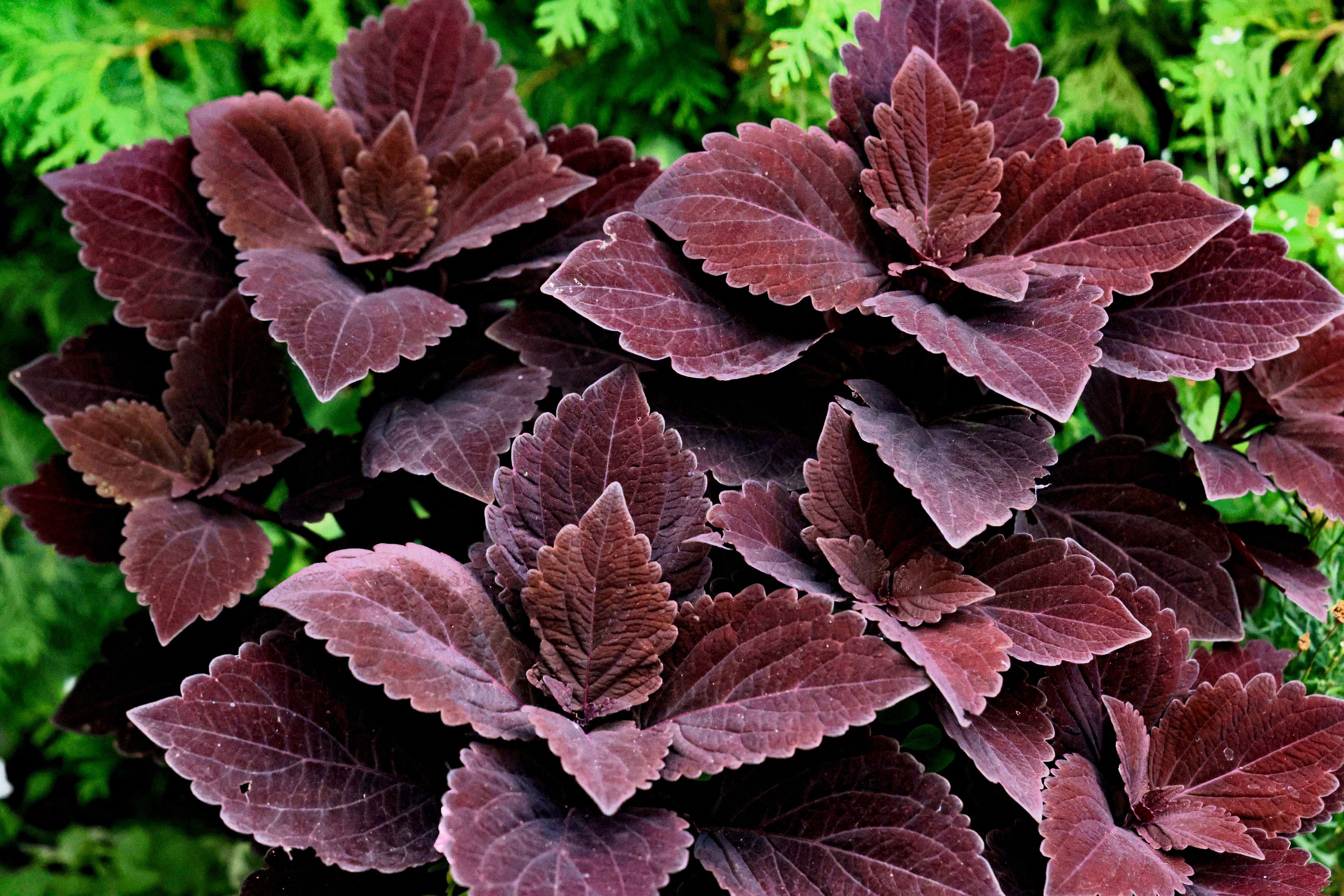 100 Mixed Colors COLEUS RAINBOW MIX Shade Houseplant Solenostemon Flower Seeds