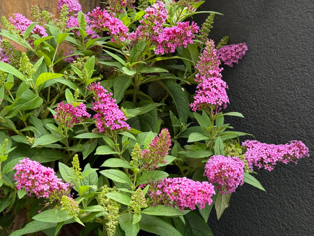 100 MIXED Colors BUTTERFLY BUSH Buddleja Davidii Flower Shrub Seeds