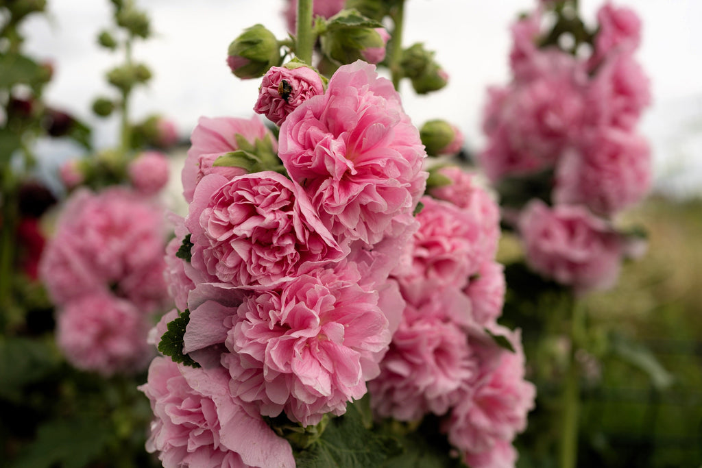 50 Dwarf Double HOLLYHOCK MAJORETTE MIX Alcea Rosea Red Pink White Maroon Yellow Mixed Color Flower Seeds