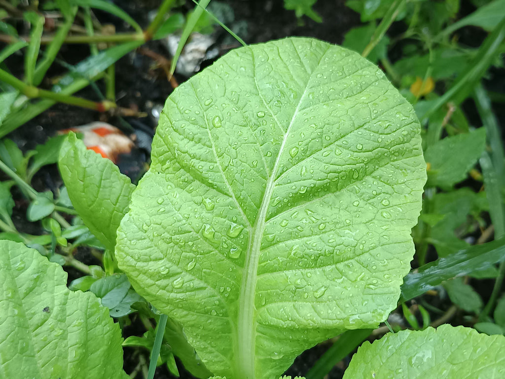 3000 FLORIDA BROADLEAF MUSTARD Brassica Juncea Herb Vegetable Seeds