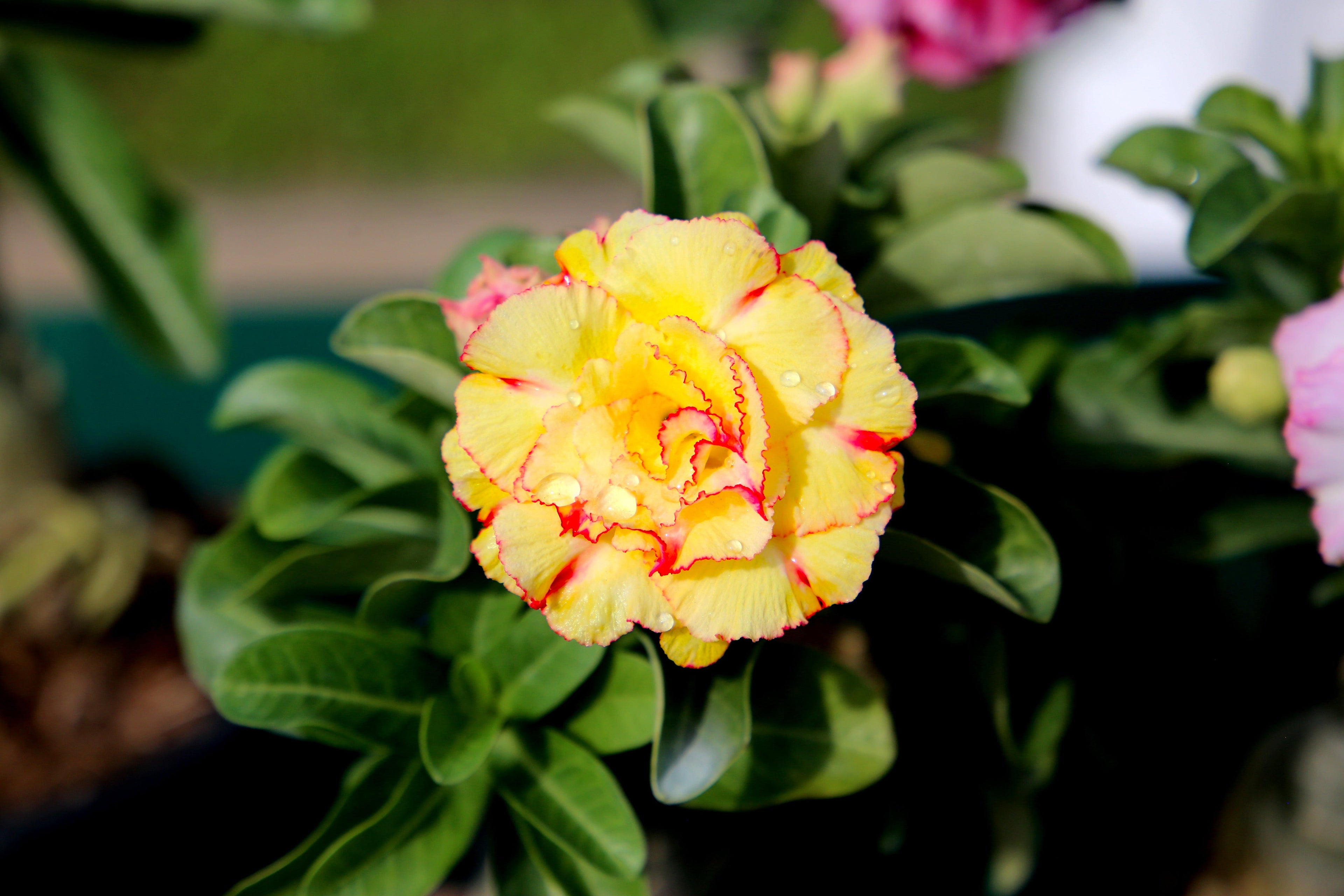 10 Mixed DESERT ROSE / ADENIUM Obesum African Houseplant Flower Seeds