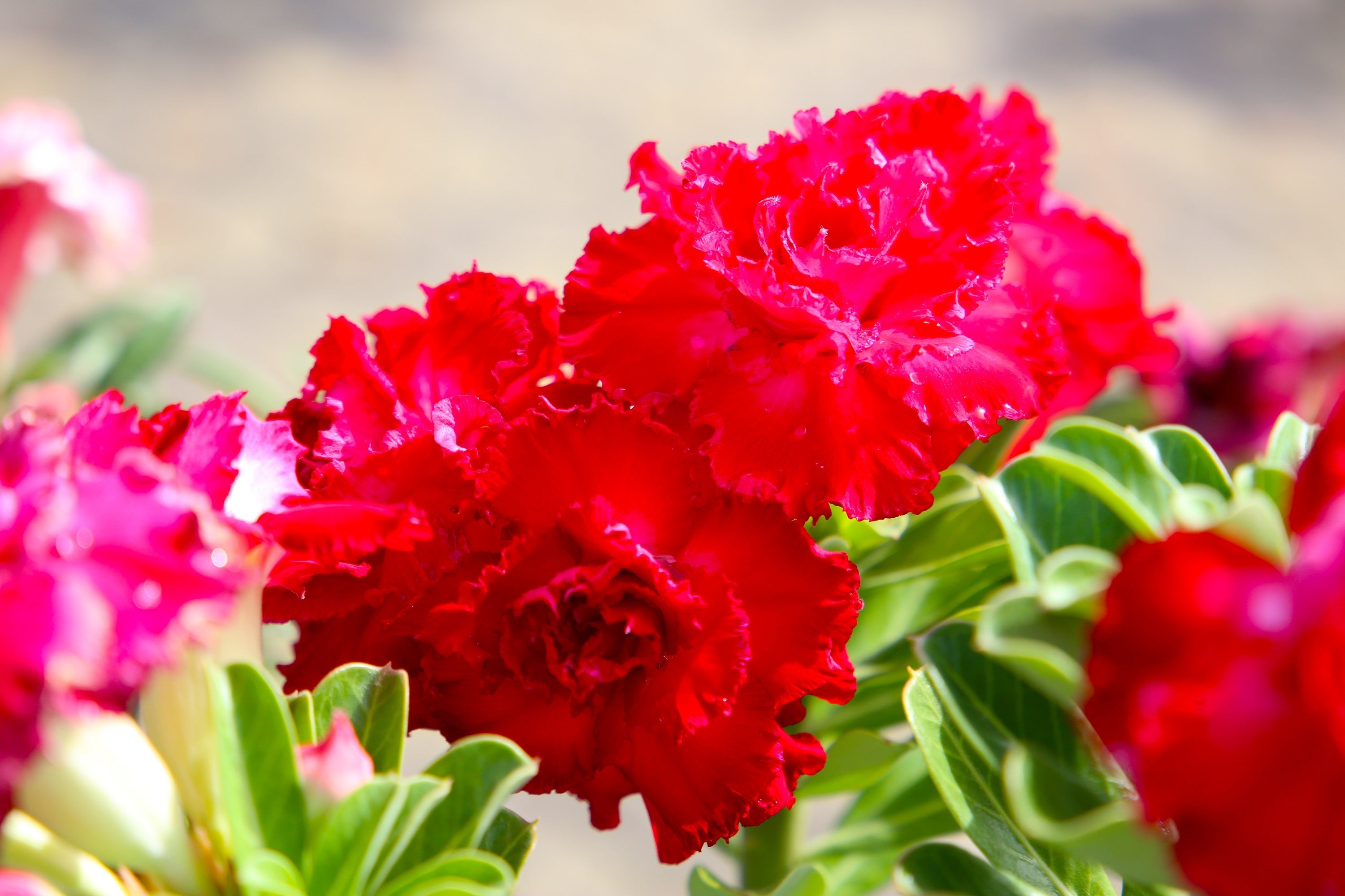 10 Mixed DESERT ROSE / ADENIUM Obesum African Houseplant Flower Seeds