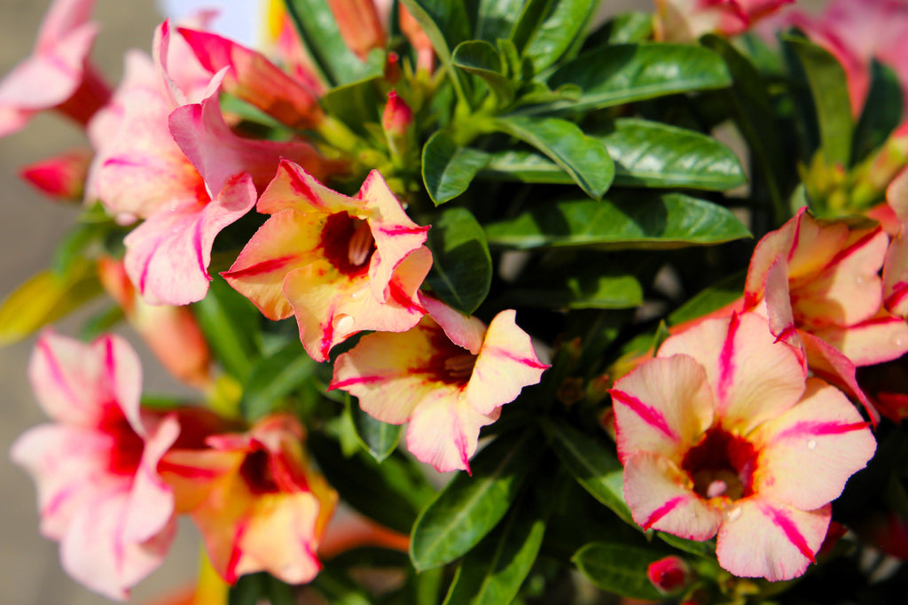 10 Mixed DESERT ROSE / ADENIUM Obesum African Houseplant Flower Seeds