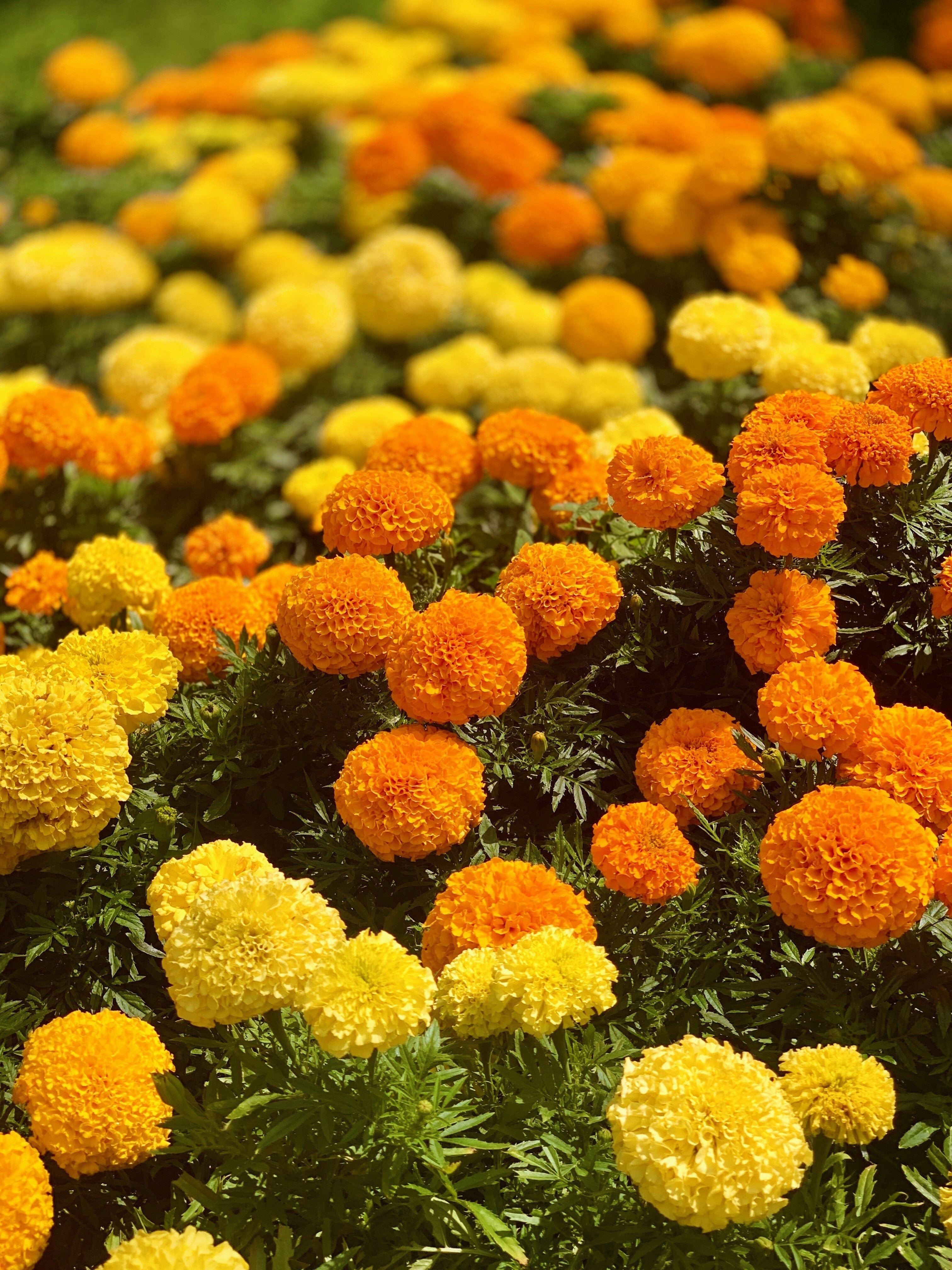 250 AFRICAN MARIGOLD CRACKERJACK Mixed Color Tagetes Erecta Flower Seeds