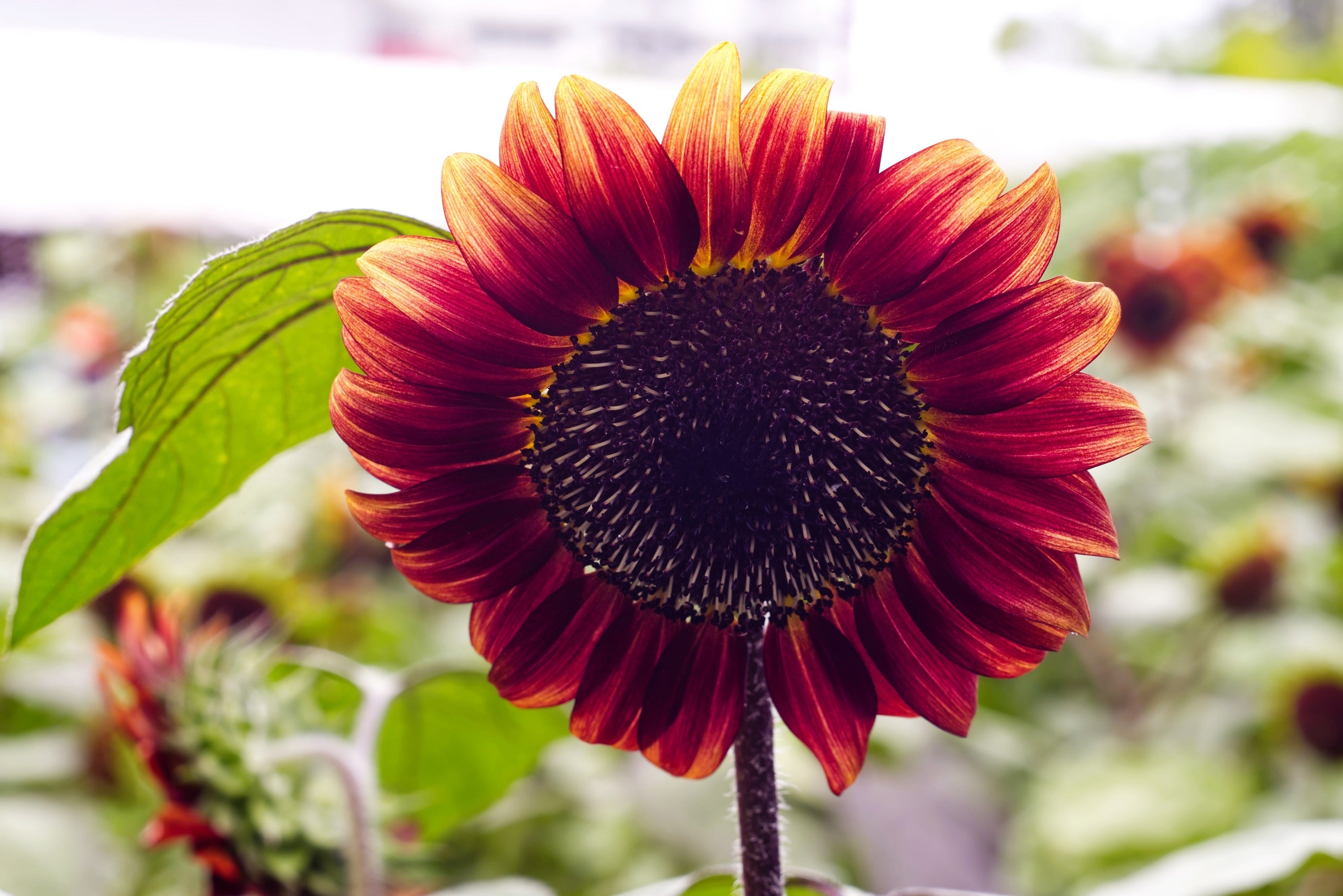 100 AUTUMN BEAUTY SUNFLOWER Helianthus Annuus Flower Seeds