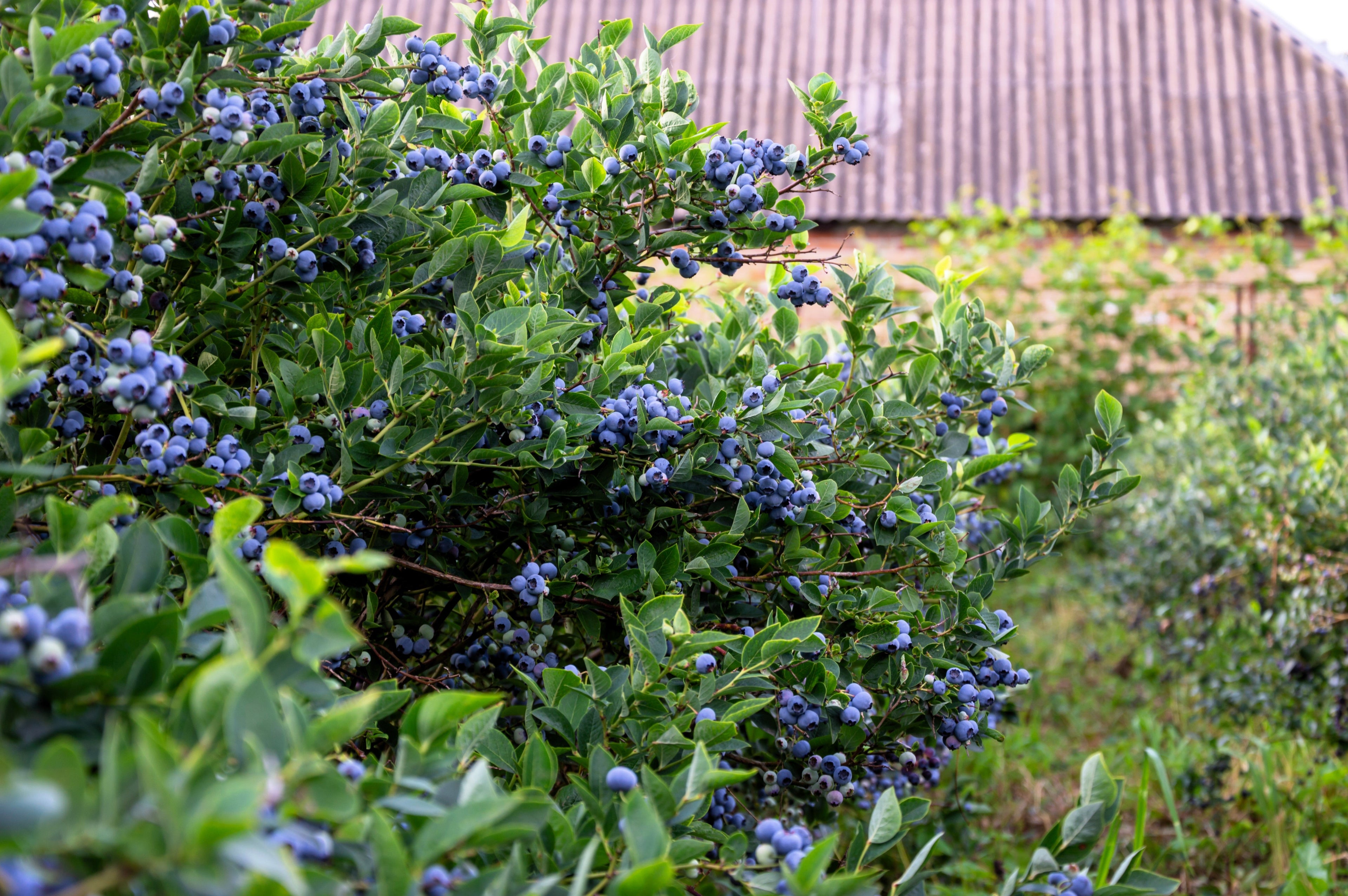 50 Northern HIGHBUSH BLUEBERRY BUSH Vaccinium Fruit Shrub Blue Berry White Flower Seeds