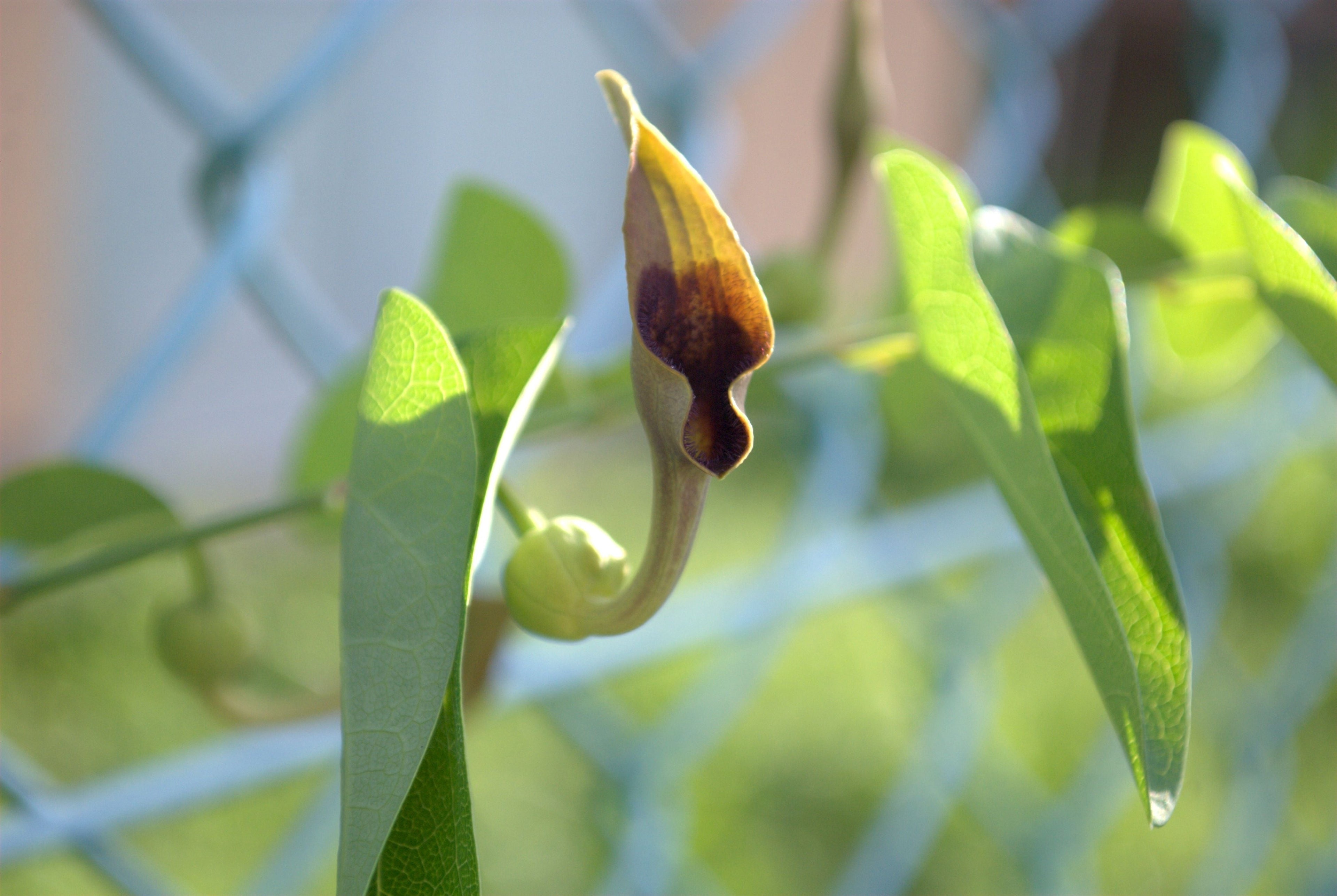20 SLENDER DUTCHMAN'S PIPE Pipevine Aristolochia Debilis Deep Purple Flower Herb Vine Seeds