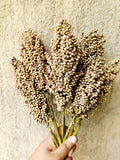 50 TOP 76-6 SORGHUM Bicolor Syrup Flour Grain Vegetable Seeds