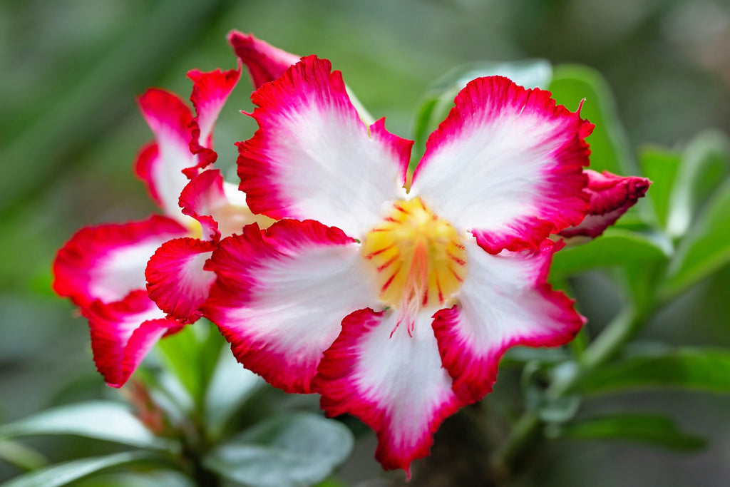 10 Mixed DESERT ROSE / ADENIUM Obesum African Houseplant Flower Seeds