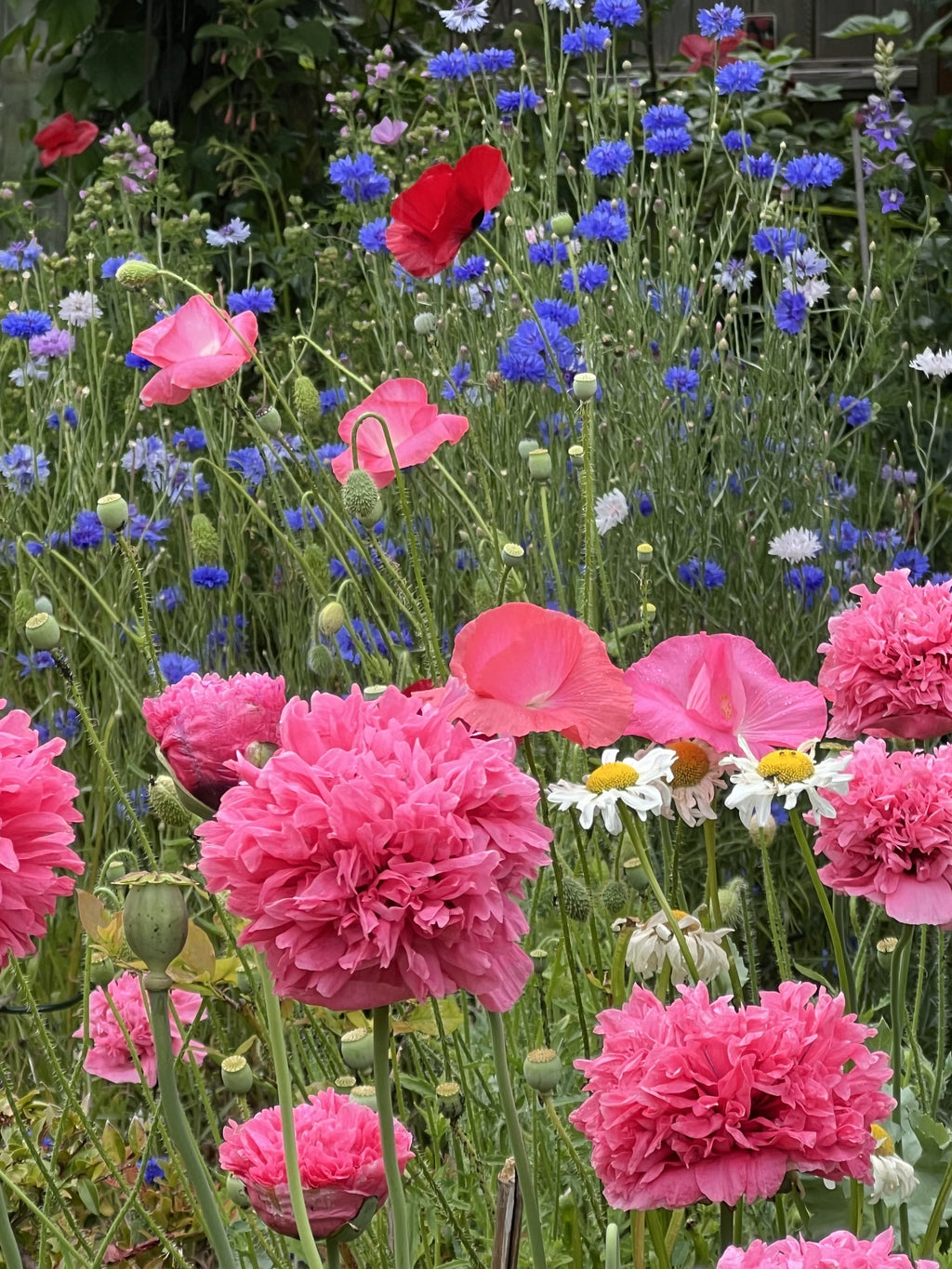 Bombastic Flower 250 Bombast ROSE PEONY POPPY Papaver Peoniflorum Flower Seeds – Nate's ...