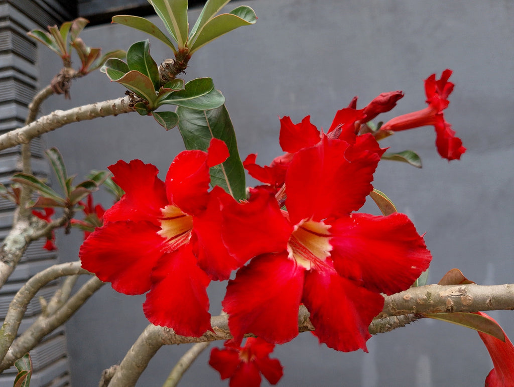 10 Mixed DESERT ROSE / ADENIUM Obesum African Houseplant Flower Seeds