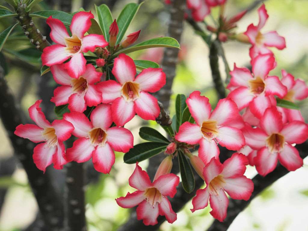 10 Mixed DESERT ROSE / ADENIUM Obesum African Houseplant Flower Seeds