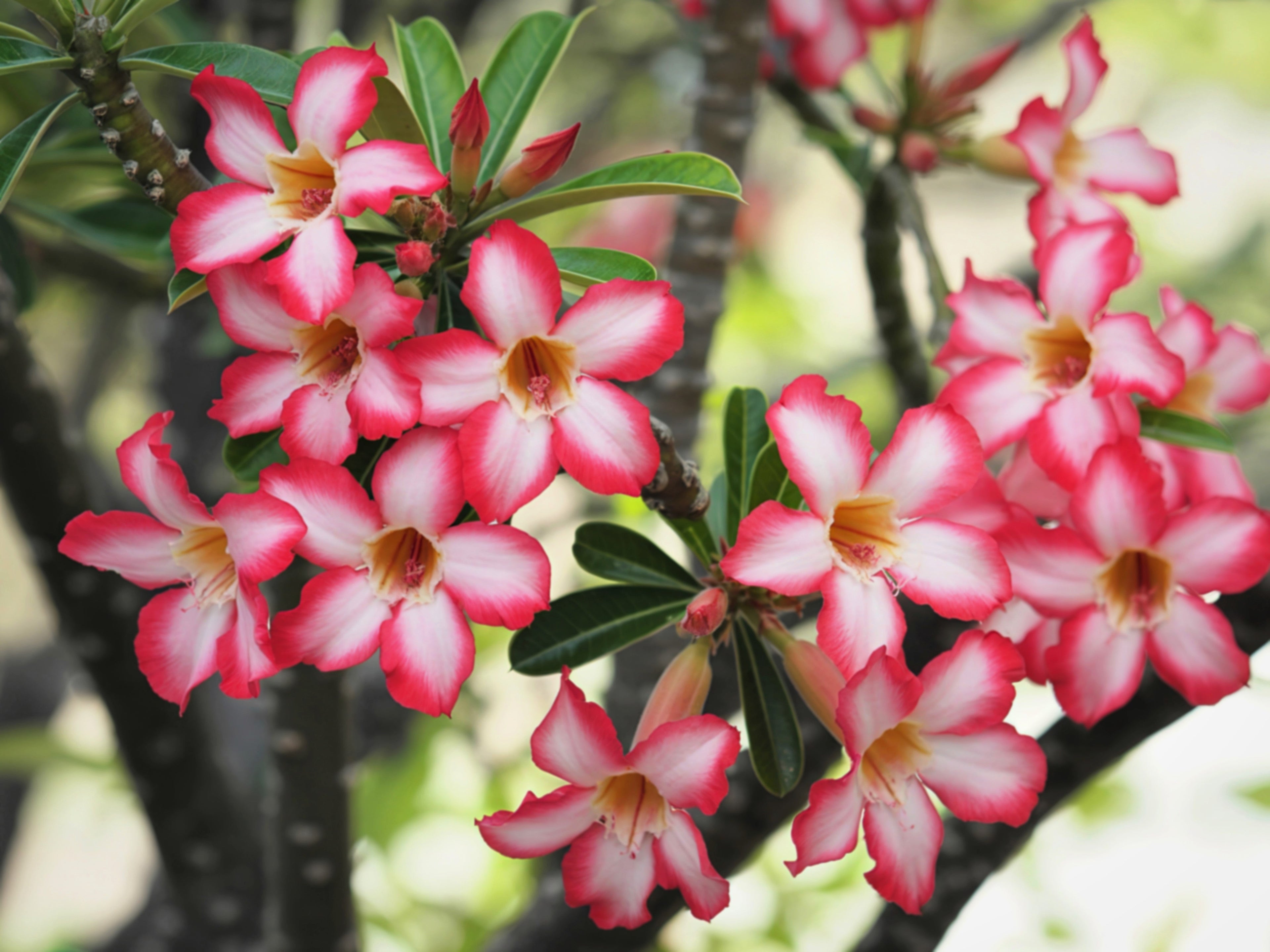 10 Mixed DESERT ROSE / ADENIUM Obesum African Houseplant Flower Seeds