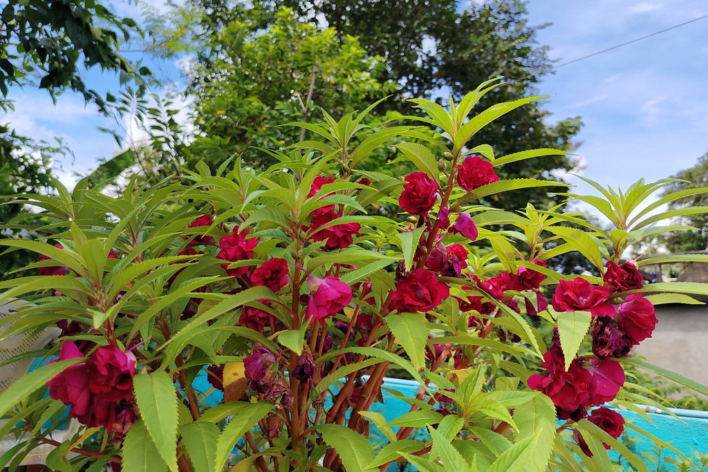 100 Mixed Colors DOUBLE CAMELLIA IMPATIENS (Balsam / Lady Slipper / Touch Me Not) Impatiens Balsamina Flower Seeds
