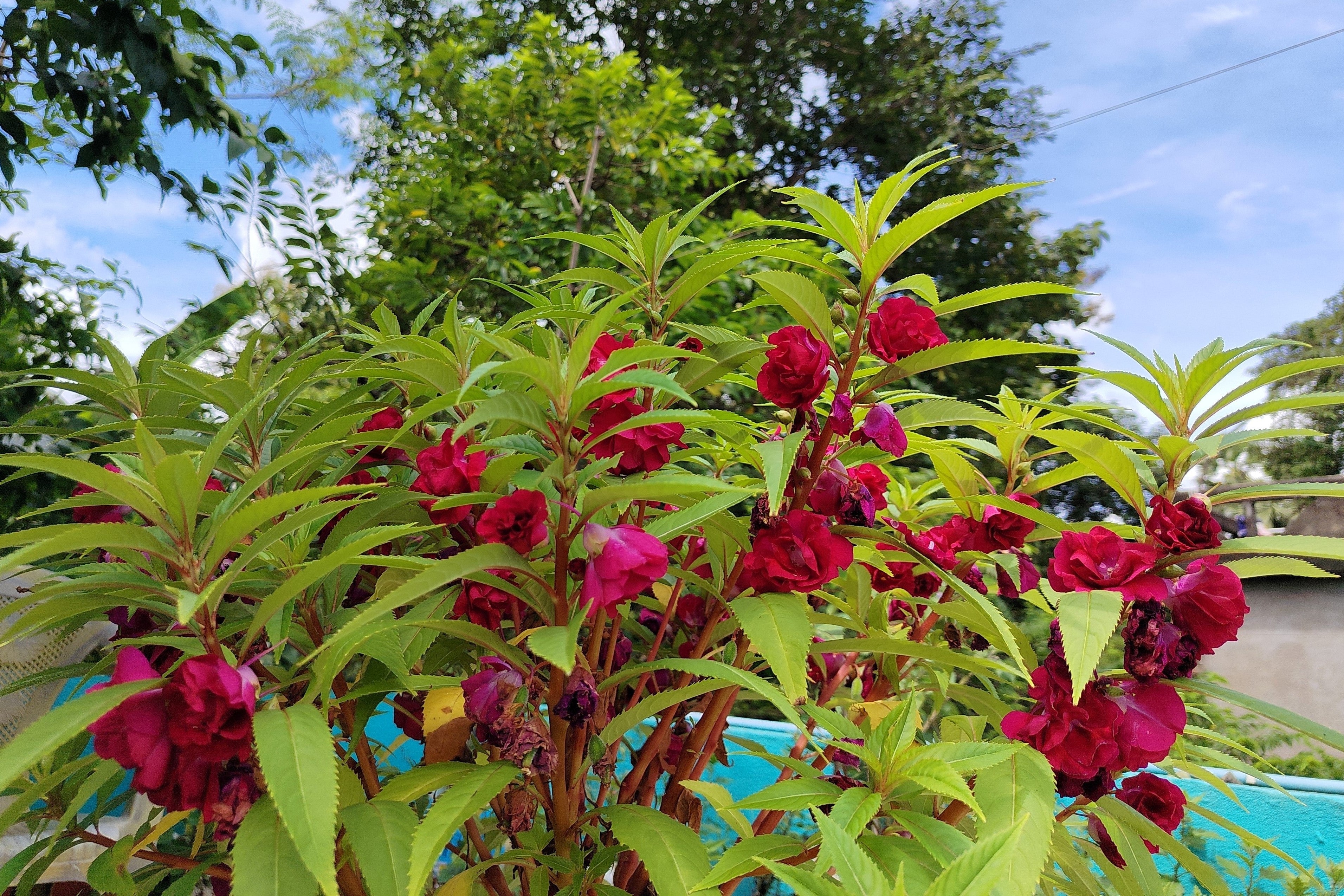 100 Mixed Colors DOUBLE CAMELLIA IMPATIENS (Balsam / Lady Slipper / Touch Me Not) Impatiens Balsamina Flower Seeds