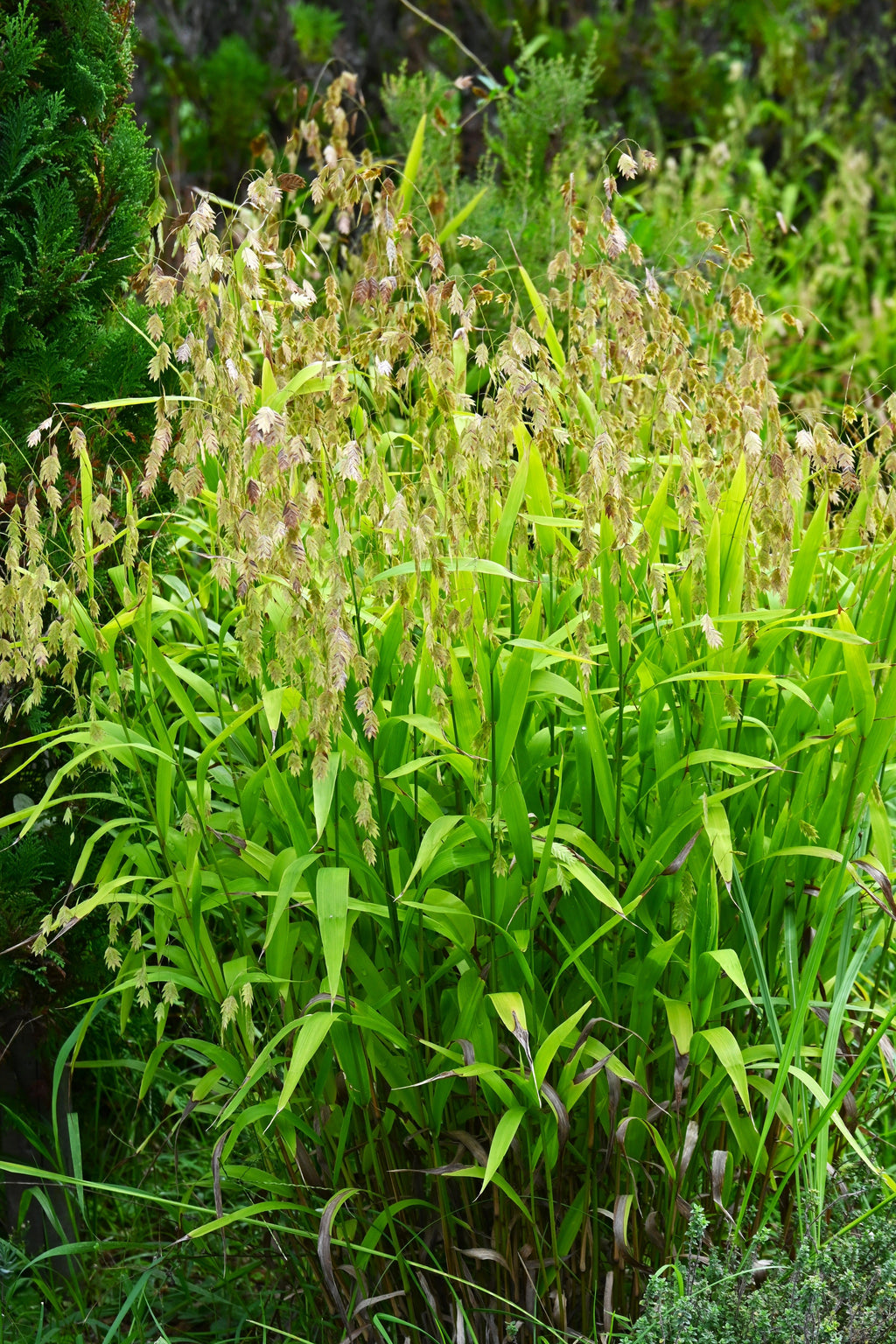 100 RIVER OATS (Northern Sea Oats / Inland Oats) Ornamental Uniola Latifolia Grass Seeds