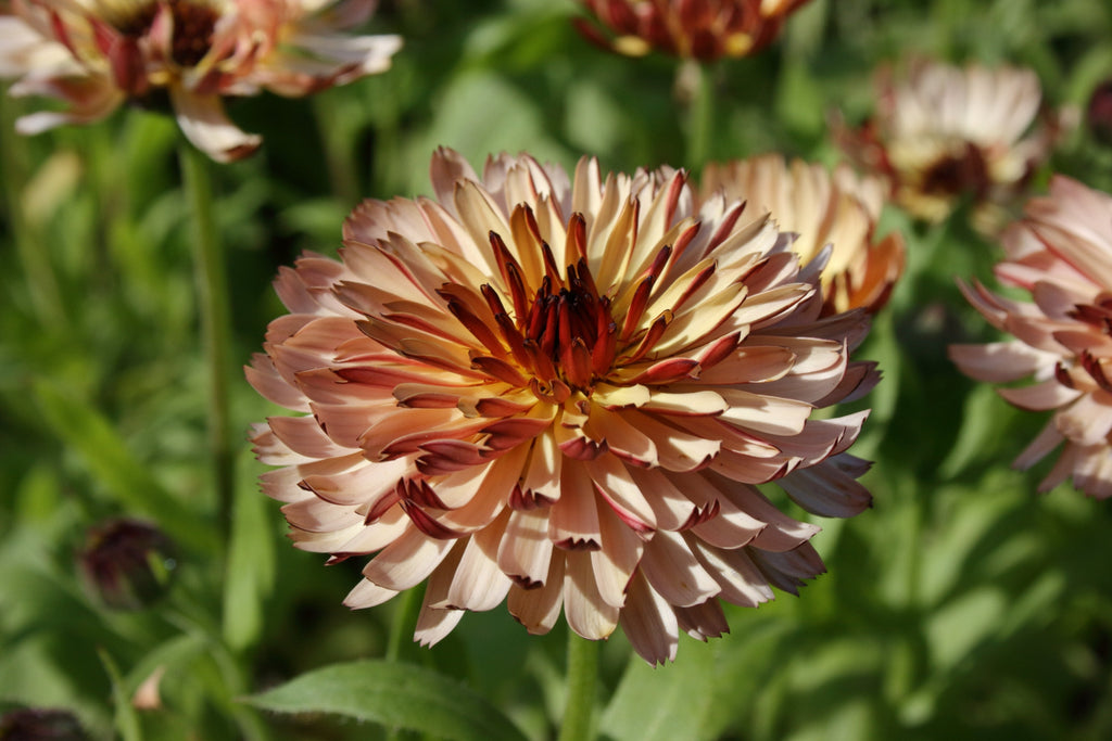500 Mixed Colors FANCY MIX Pot MARIGOLD Calendula Officinalis Flower Seeds