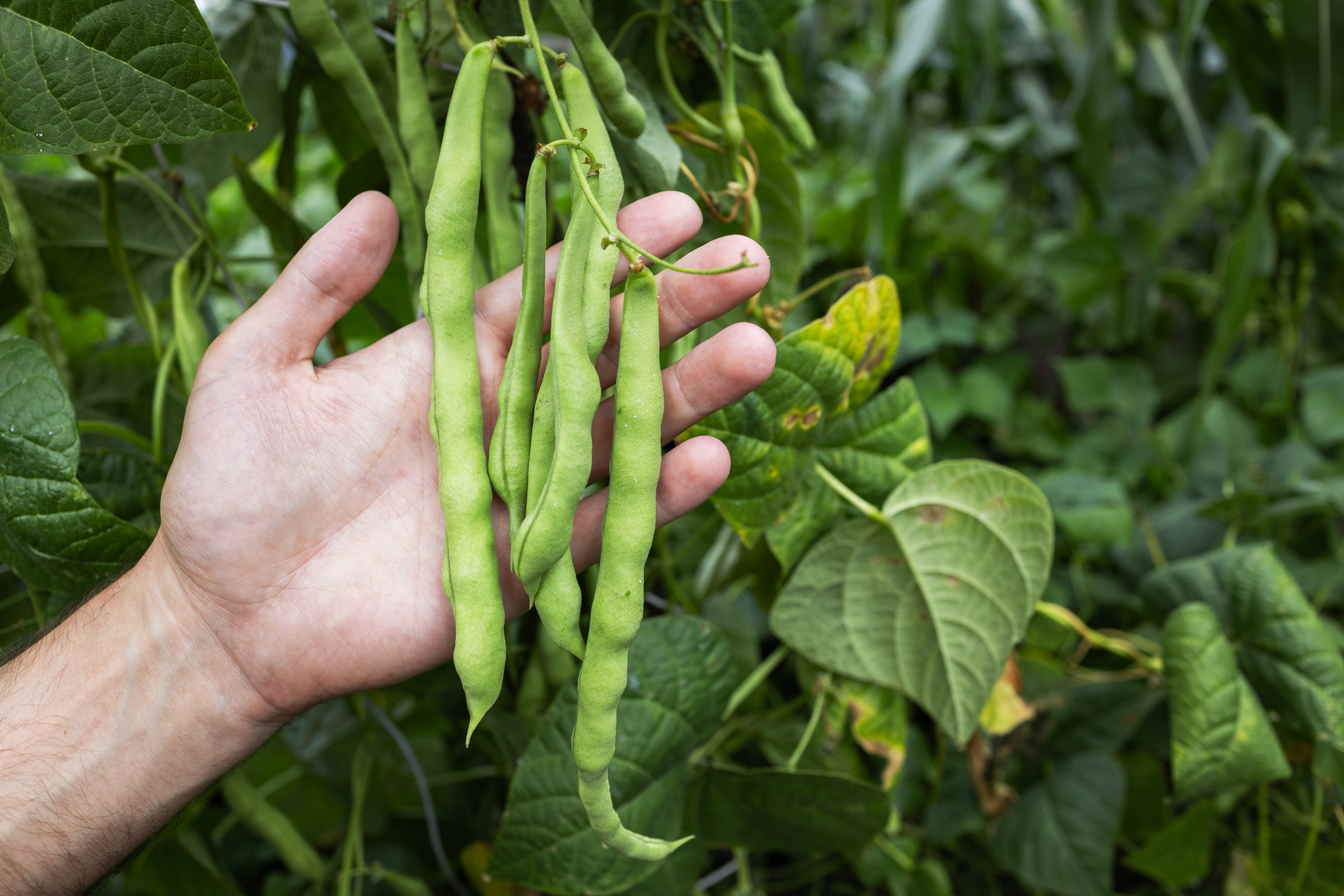 50 IRON CLAY COWPEA Food Plot Forage Vigna Unguiculata Cow Pea Bean Le ...