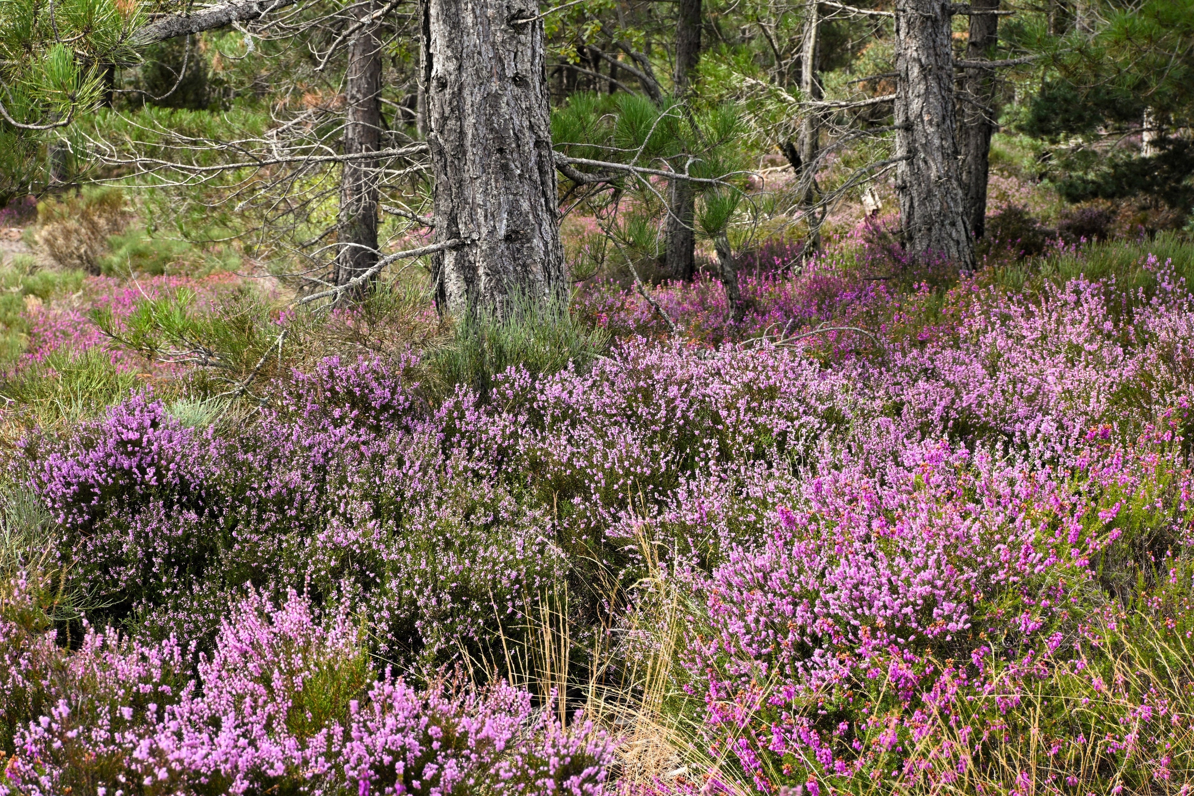 100 Scotch TRUE HEATHER Shrub Scot's Purple Pink Flower Calluna Vulgaris Seeds