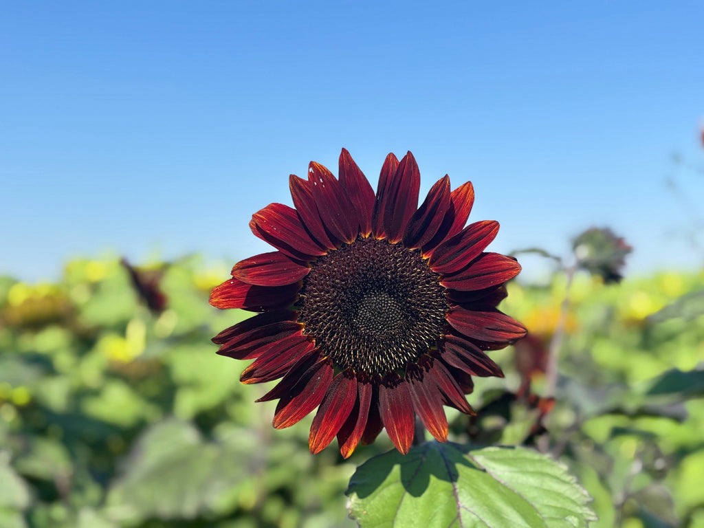 25 CHOCOLATE CHERRY SUNFLOWER Helianthus Annuus Red & Brown Flower Seeds