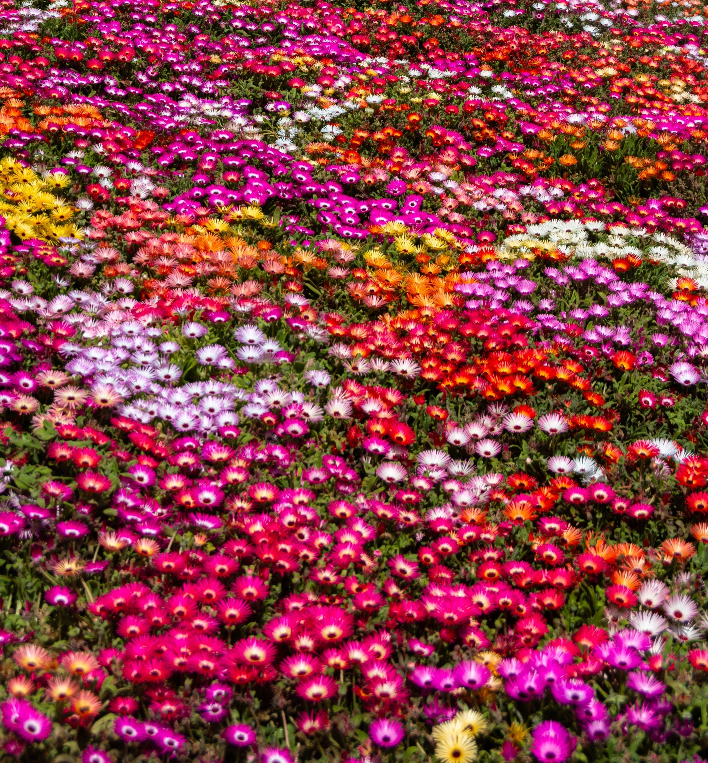 200 MIXED Colors ICE PLANT ( Mesembryanthemum Daisy / Livingstone Daisy ) Dorotheanthus Bellidiformis Flower Seeds
