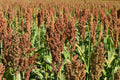 100 DALE SORGHUM Bicolor Syrup Flour Grain Vegetable Seeds