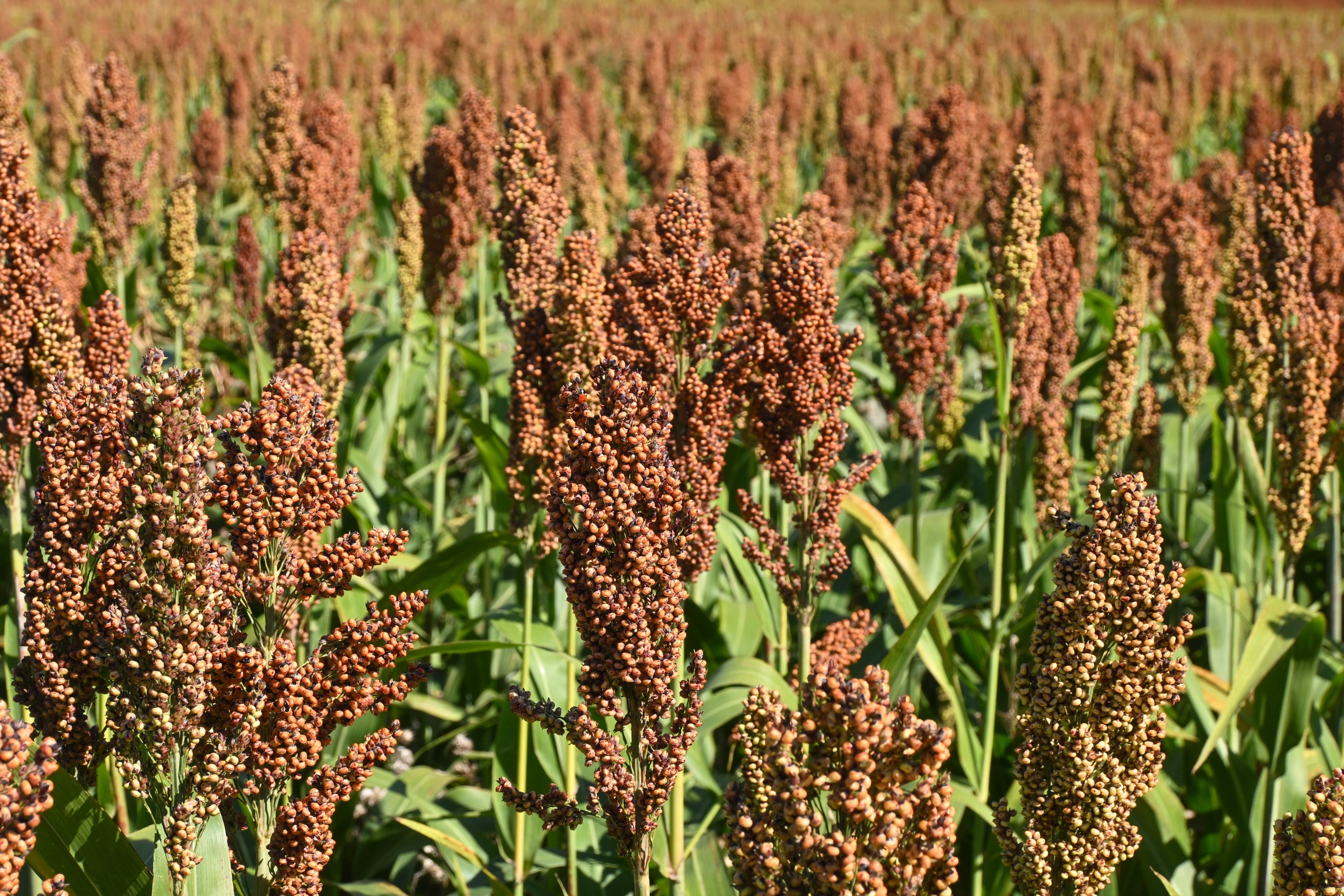 100 DALE SORGHUM Bicolor Syrup Flour Grain Vegetable Seeds