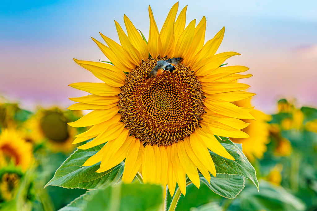 50 HOPI Black Dye SUNFLOWER Helianthus Annuus Flower Seeds