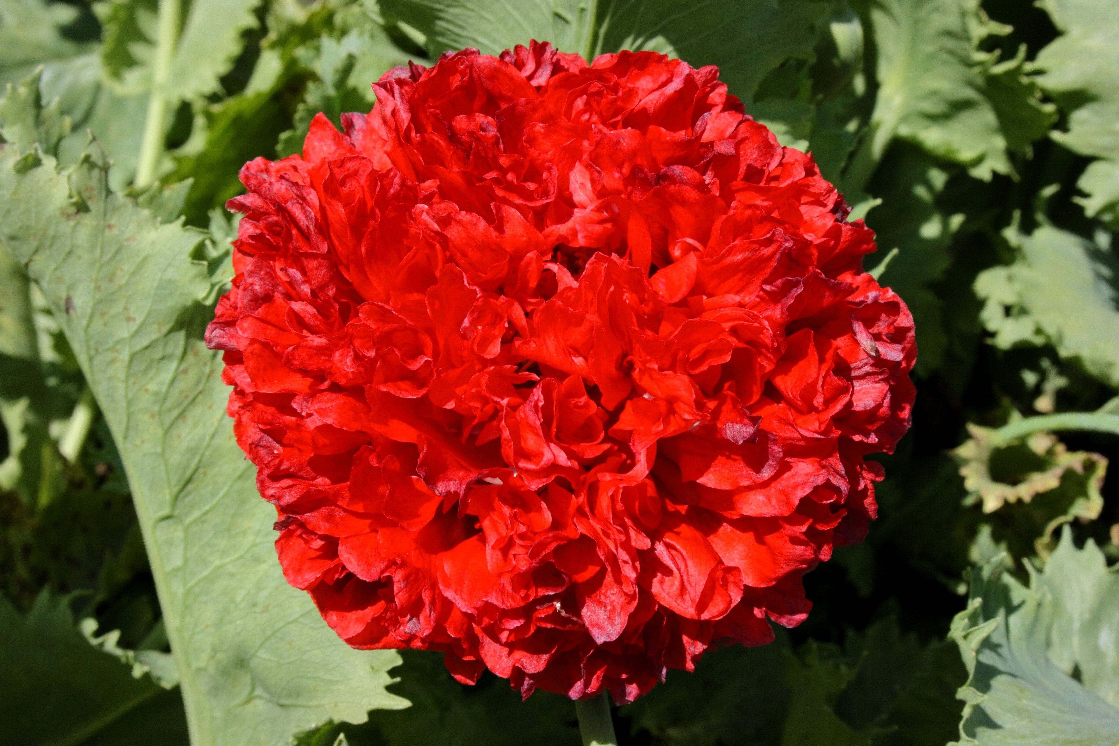250 Organic PEONY POPPY MIX Papaver Paeoniflorum Mixed Colors Red, White, Pink, Black, Purple, Salmon, Bronze, Lilac, & Bicolor Flower Seeds